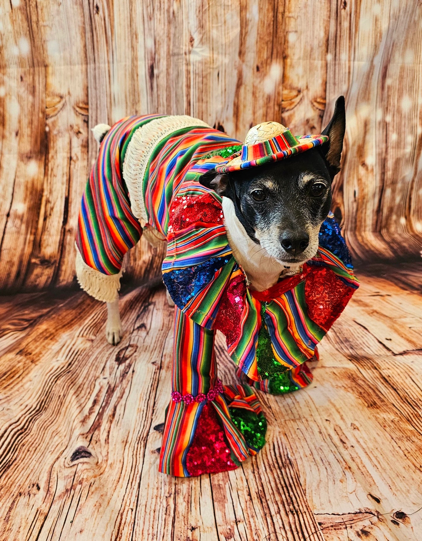 Cinco De Mayo Pet clothes, Mariachi pet clothes, Cinco De Mayo pet suit, Cinco De Mayo pet hat, Cinco de mayo dog hat, Cinco dog costume