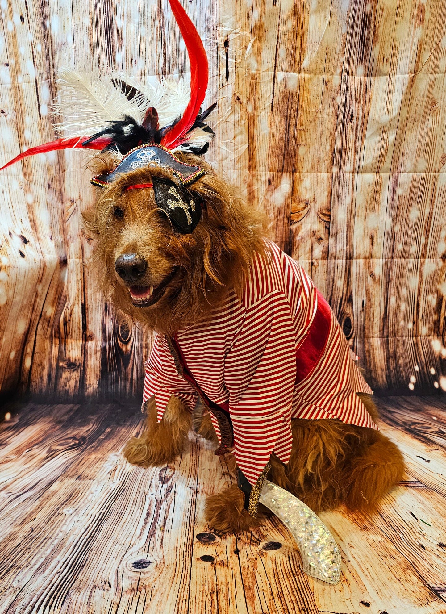 - Pirate pet costume, Pirate dog Costume