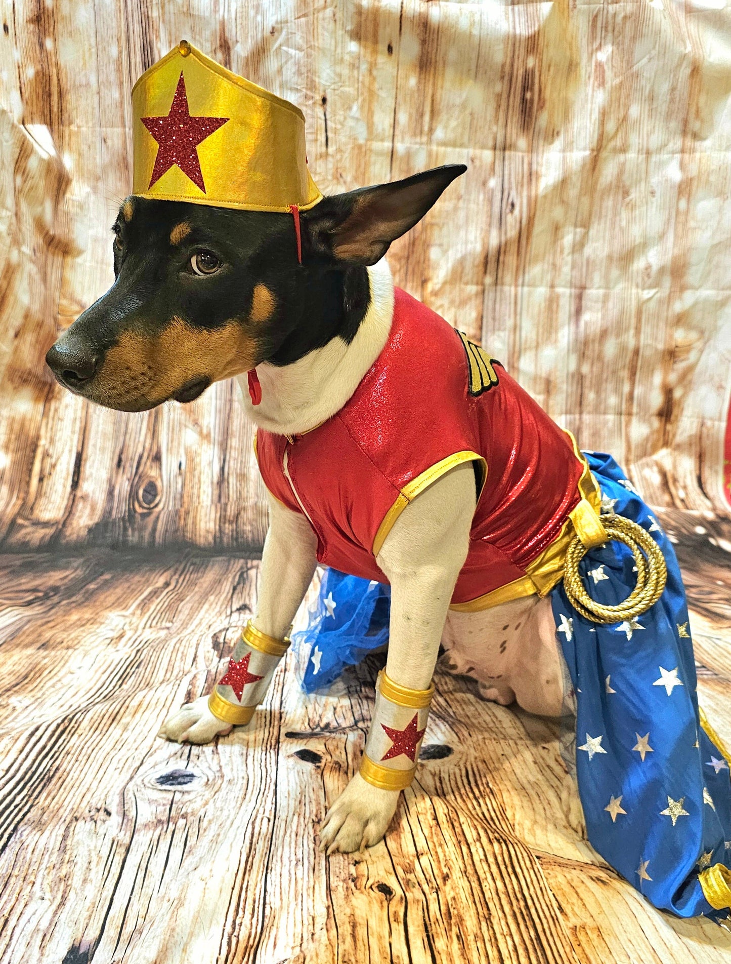- Wonder Women glitter pet costume, Wonder Women dog costume, super hero pet costume, super hero dog costume, Wonder women cat costume, Halloween pet