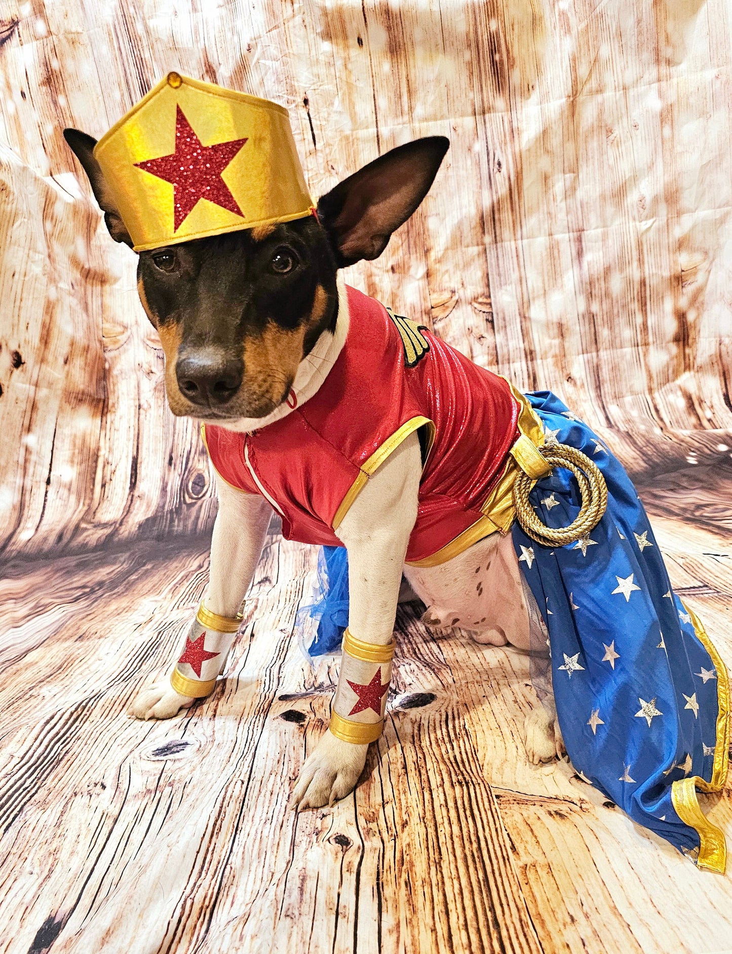- Wonder Women glitter pet costume, Wonder Women dog costume, super hero pet costume, super hero dog costume, Wonder women cat costume, Halloween pet