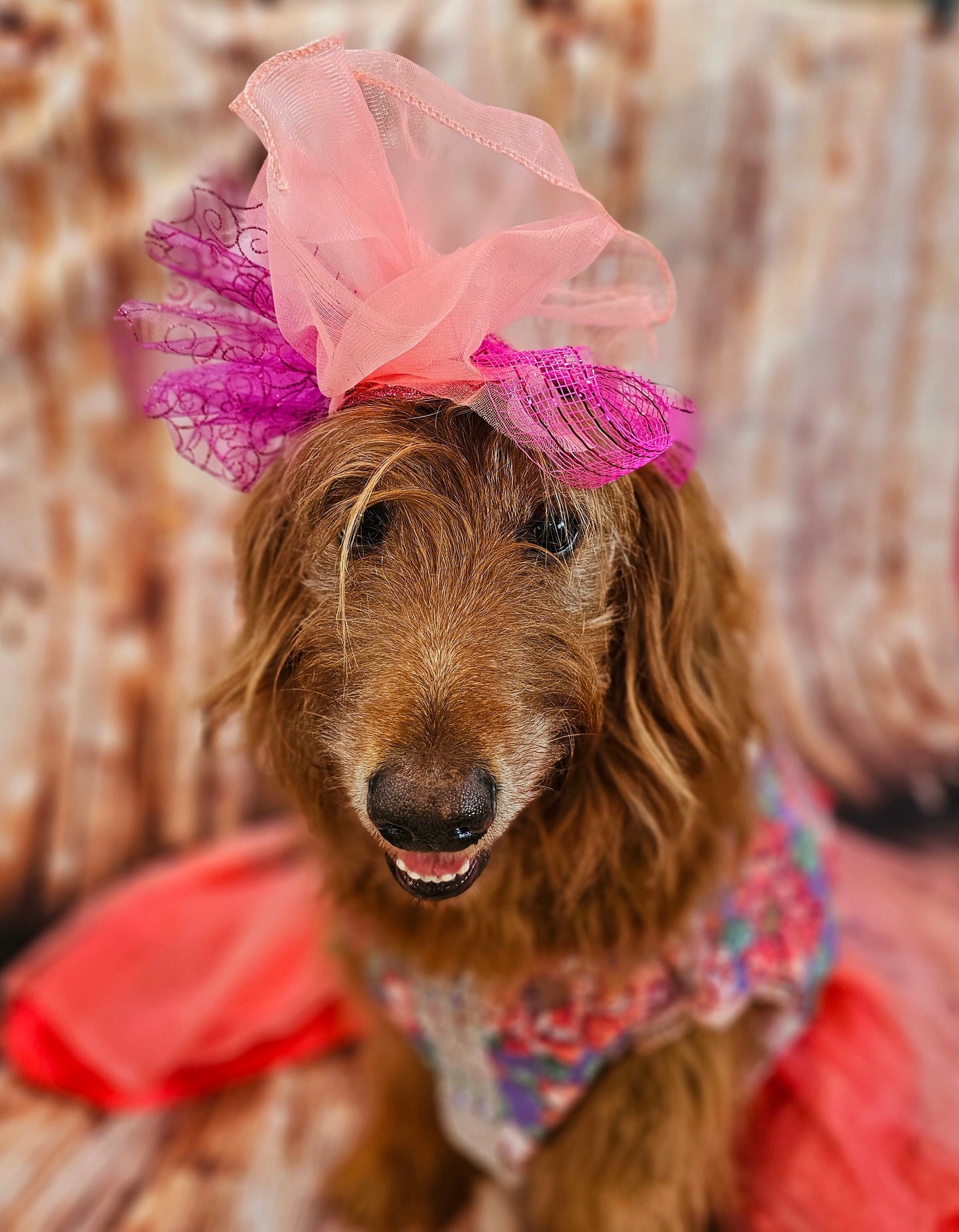Kentucky derby pet dress and hat, Kentucky derby dog dress and hat, flower pet dress and hat, couture pet dress, fasinator pet hat, derby