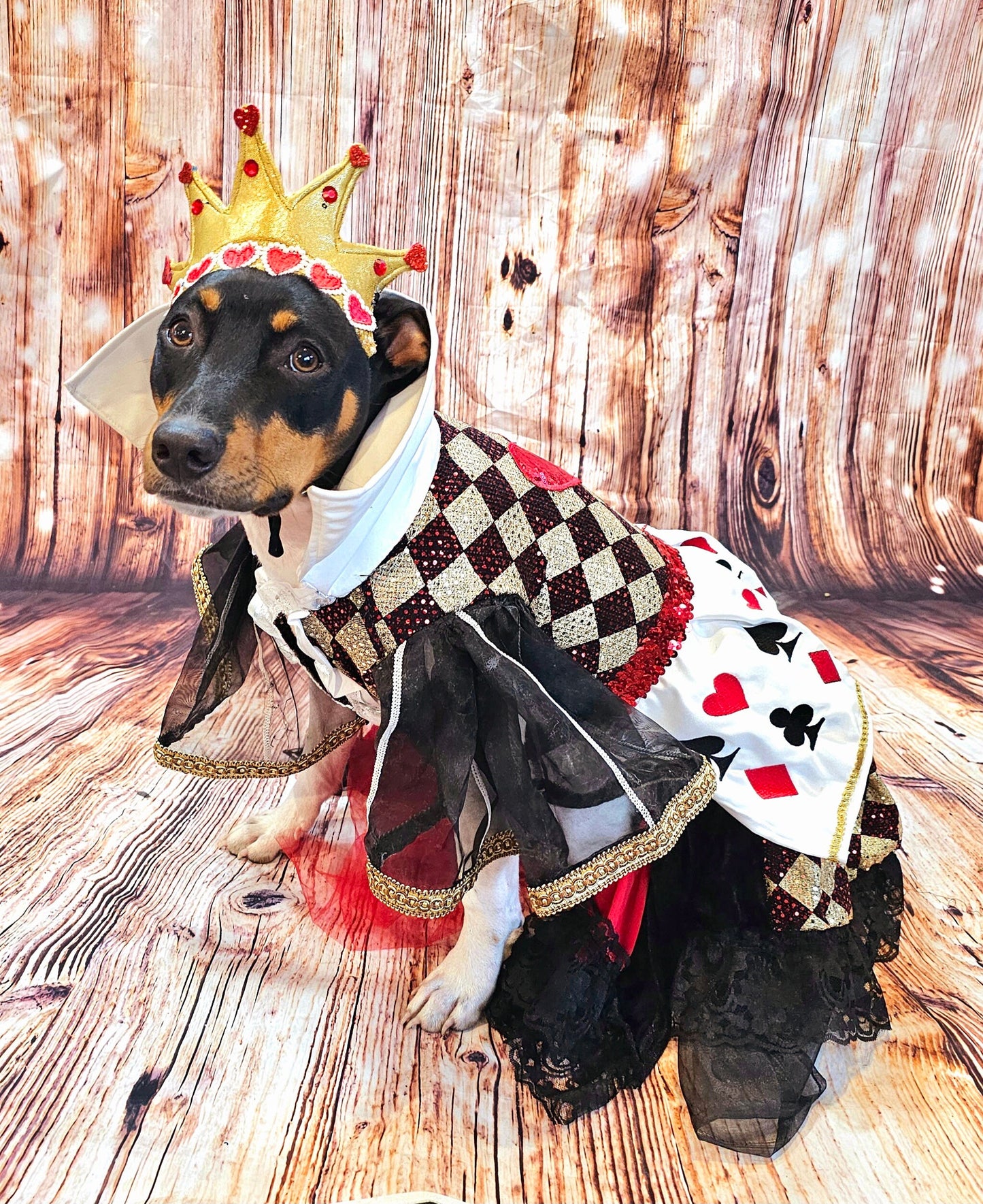 -  Queen of Hearts sequin pet costume
