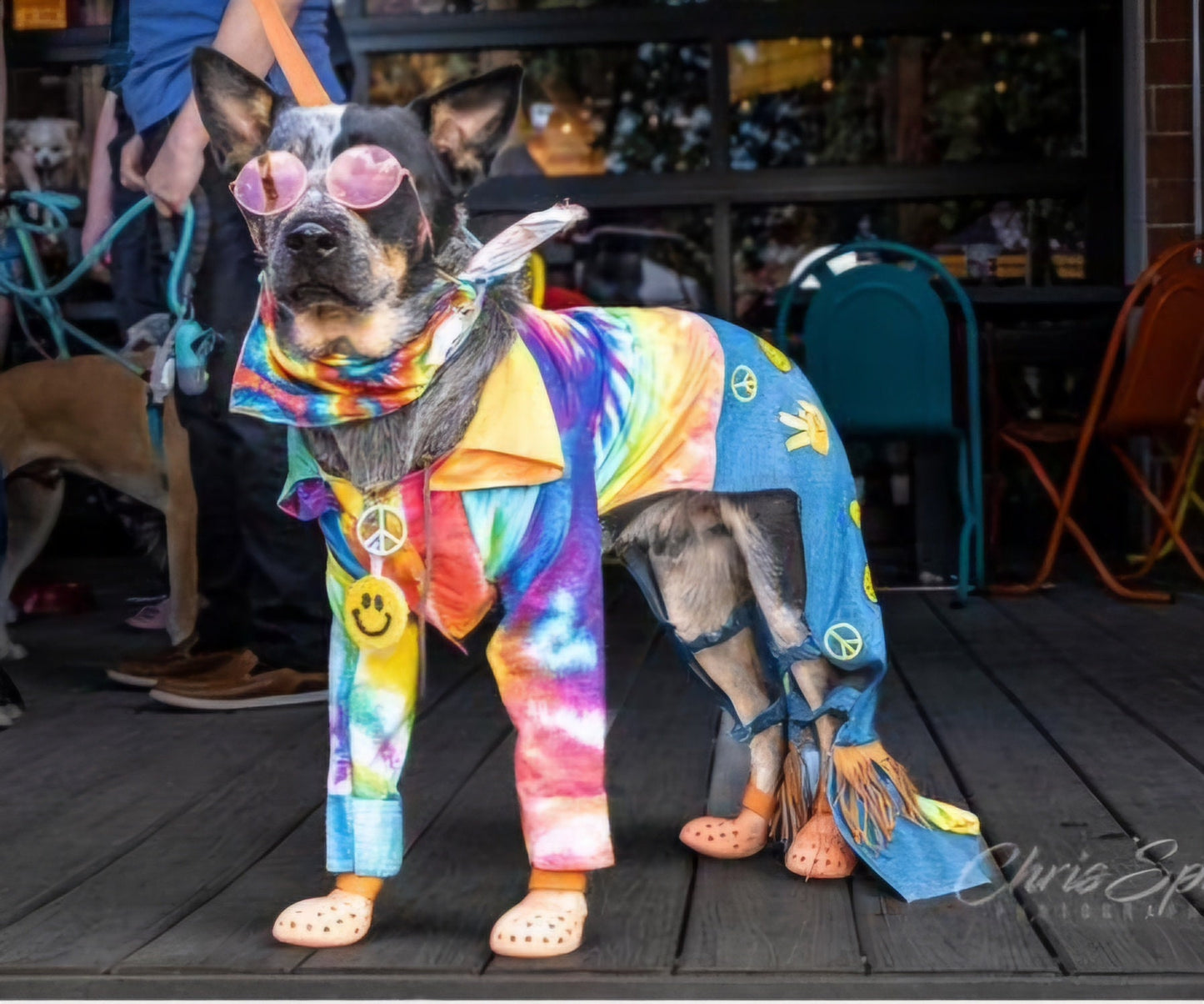 - Hippie pet costume, 70s pet costume