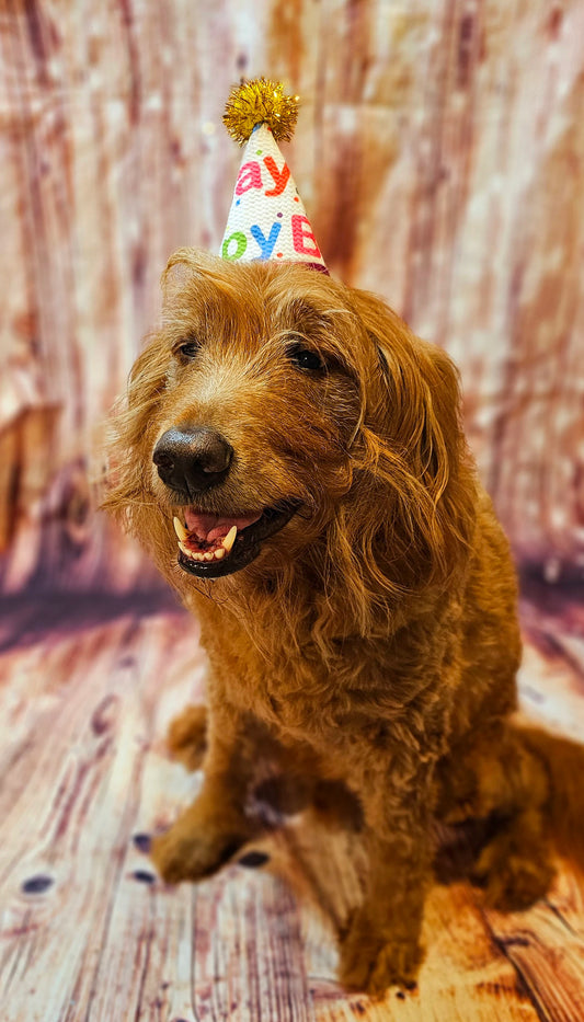 Pet Birthday Hat, Dog Birthday Hat, Happy Birthday dog hat, Happy Birthday cat hat, celebration pet hat, celebration Dog hat