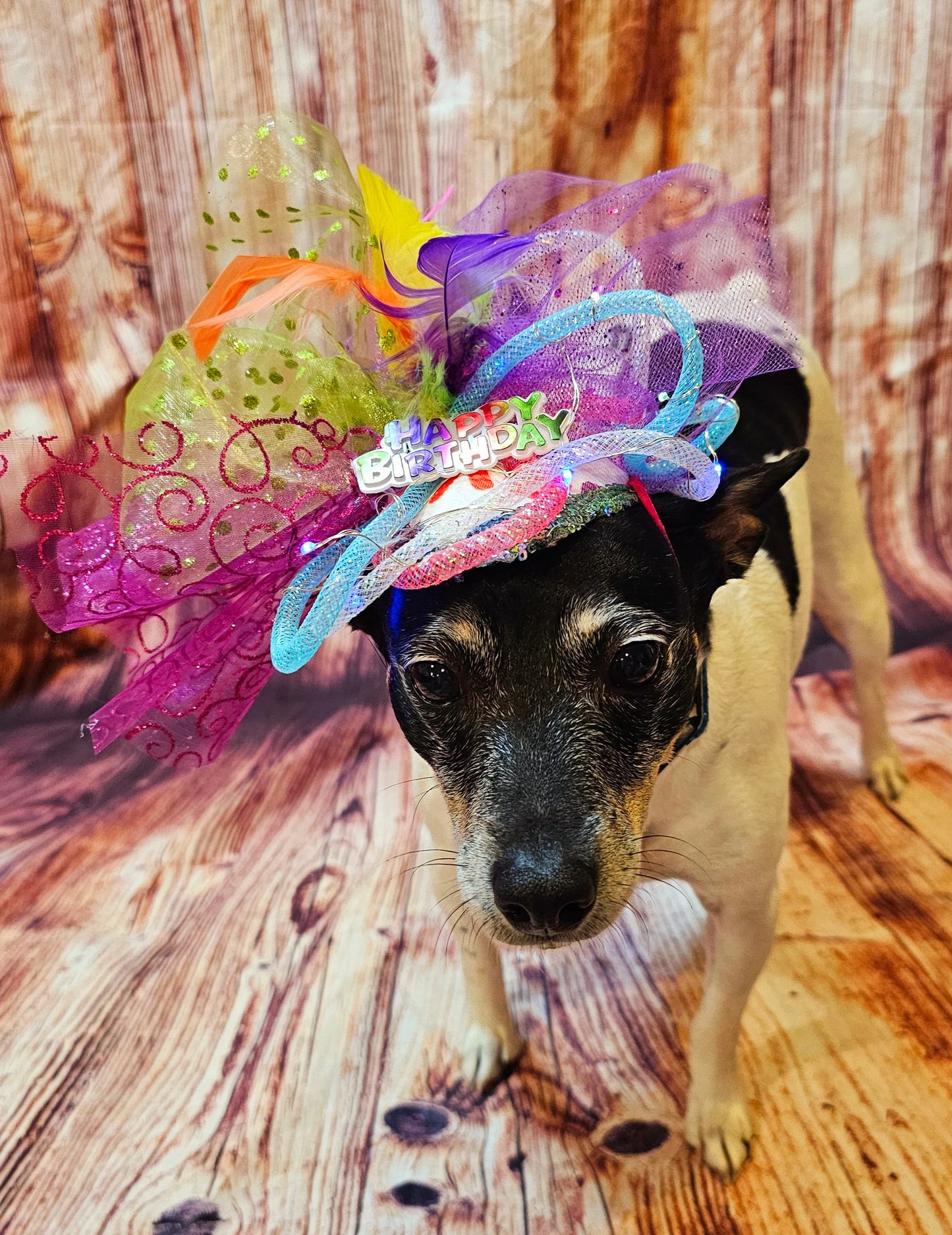 Light up pet birthday hat, Birthday pet fendora, Birthday fendora for pets, led light pet hat, light up dog birthday, light up cat birthday