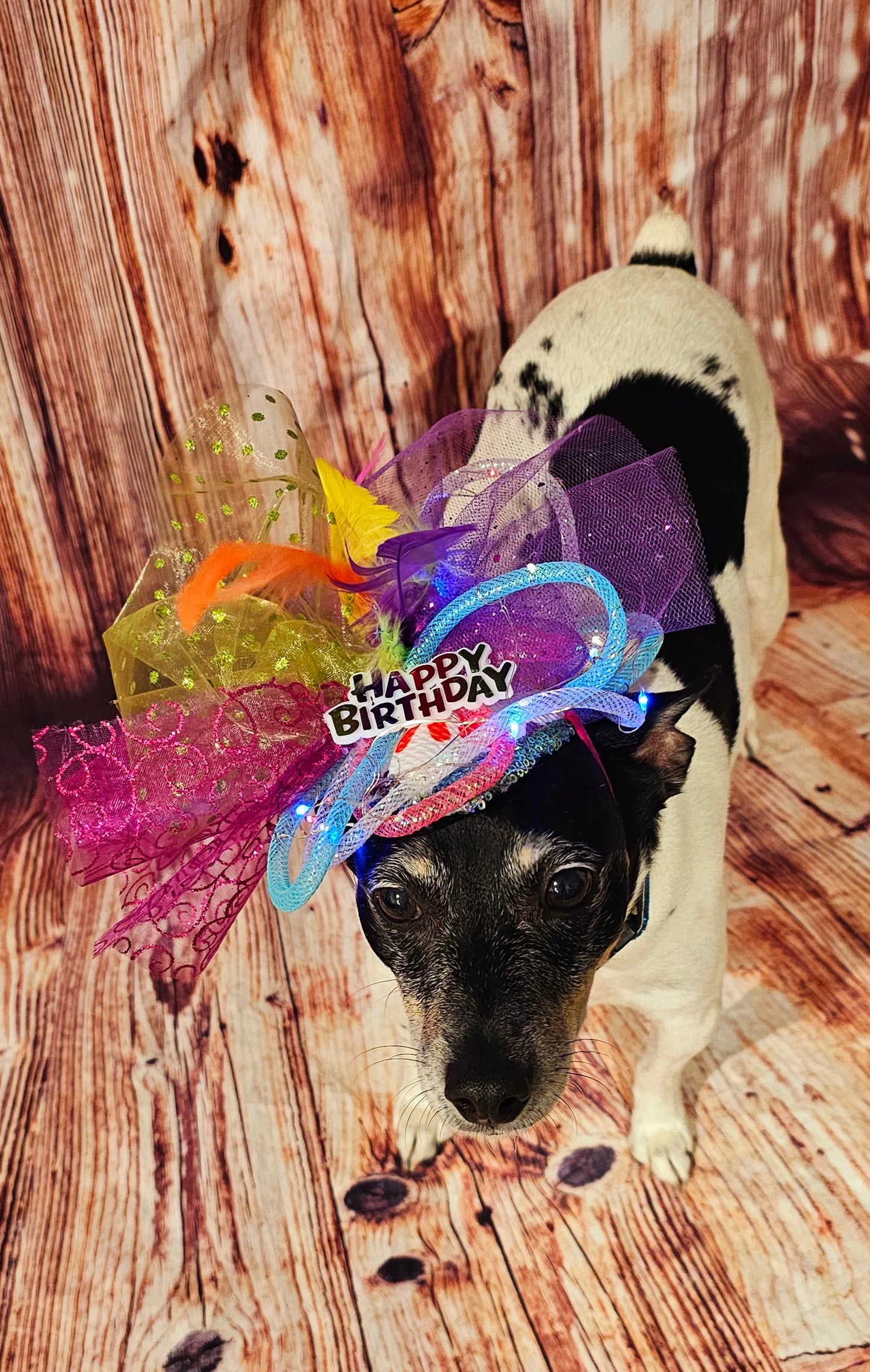 Light up pet birthday hat, Birthday pet fendora, Birthday fendora for pets, led light pet hat, light up dog birthday, light up cat birthday