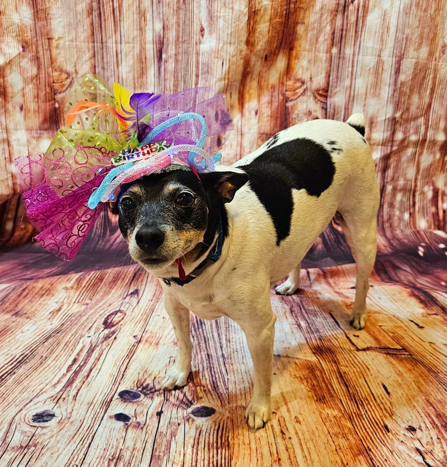 Light up pet birthday hat, Birthday pet fendora, Birthday fendora for pets, led light pet hat, light up dog birthday, light up cat birthday