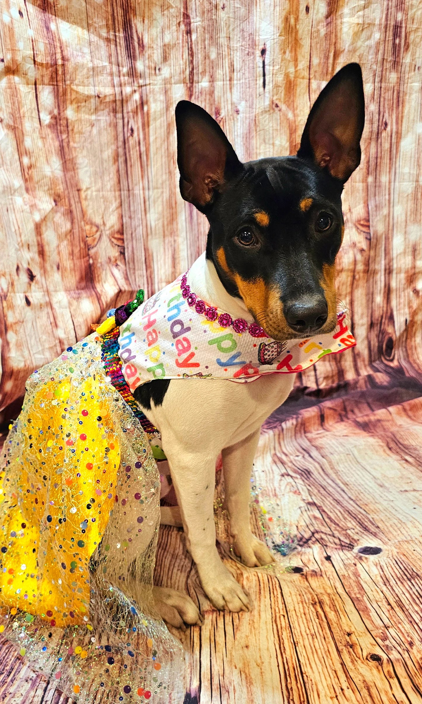 Happy Birthday Pet dress, Birthday confetti pet dress, Birthday sequin dog dress, Birthday cat dress, Happy Birthday Pet costume, celebration Pet