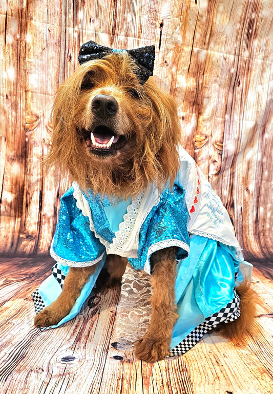 -  Wonderland pet costume, Alice in Wonderland pet costume, Alice in Wonderland sequin dog costume, Alice pet costume, Alice cat costume, Alice dog costume, Pet Alice Costume