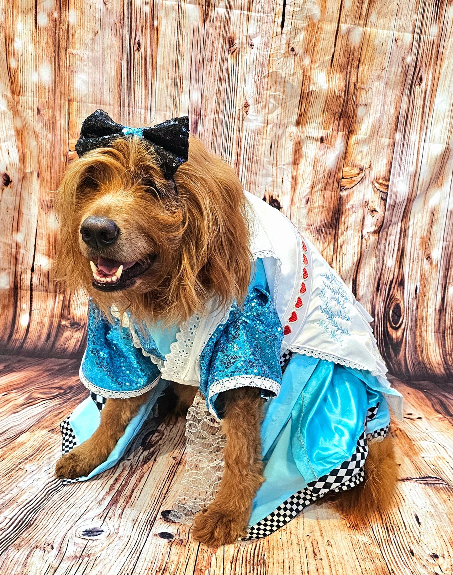 -  Wonderland pet costume, Alice in Wonderland pet costume, Alice in Wonderland sequin dog costume, Alice pet costume, Alice cat costume, Alice dog costume, Pet Alice Costume