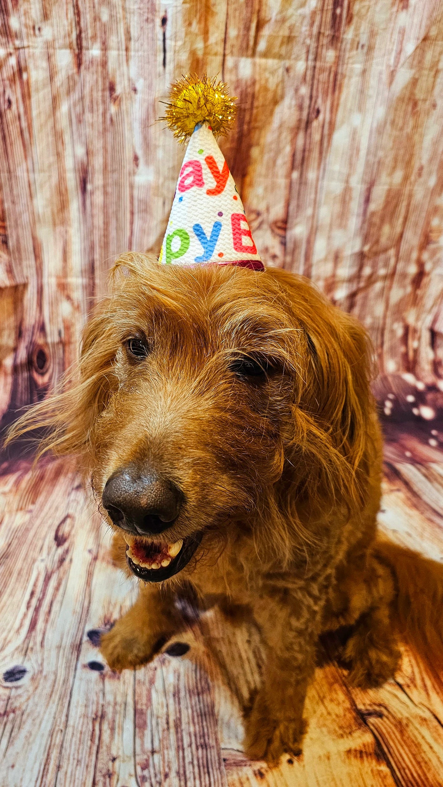 Pet Birthday Hat, Dog Birthday Hat, Happy Birthday dog hat, Happy Birthday cat hat, celebration pet hat, celebration Dog hat
