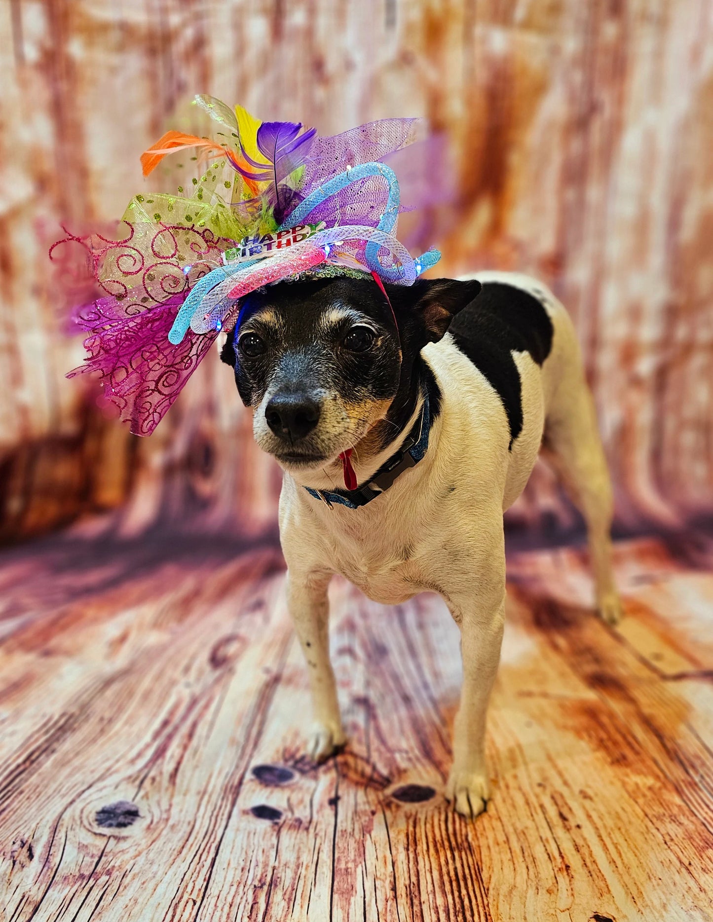 Light up pet birthday hat, Birthday pet fendora, Birthday fendora for pets, led light pet hat, light up dog birthday, light up cat birthday