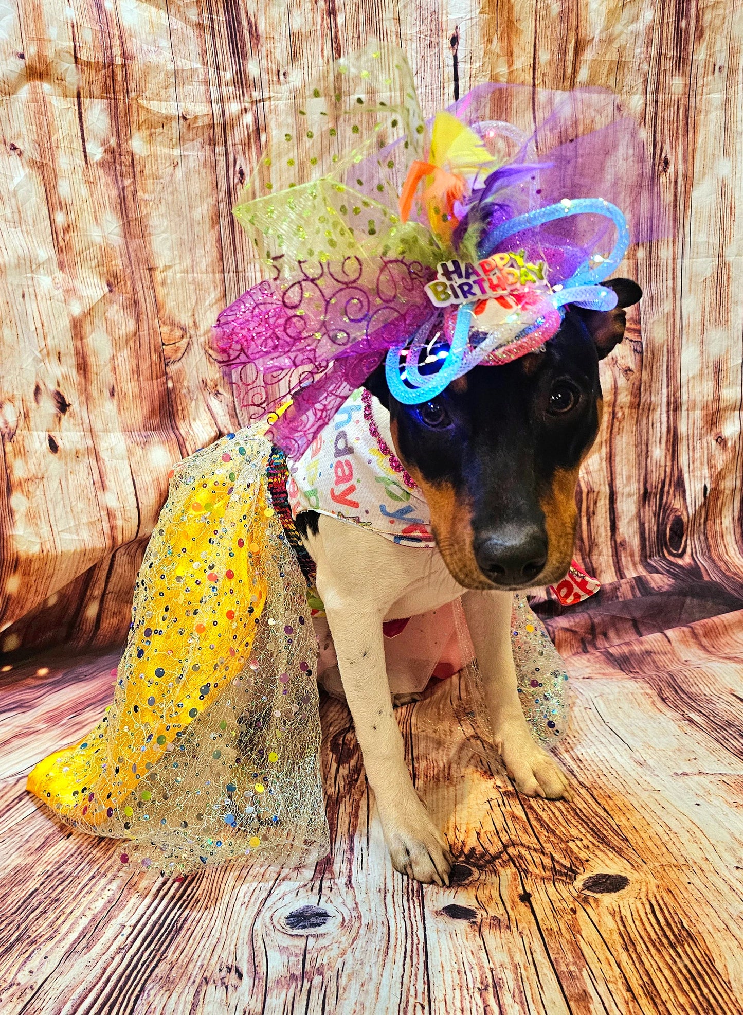 Happy Birthday Pet dress, Birthday confetti pet dress, Birthday sequin dog dress, Birthday cat dress, Happy Birthday Pet costume, celebration Pet