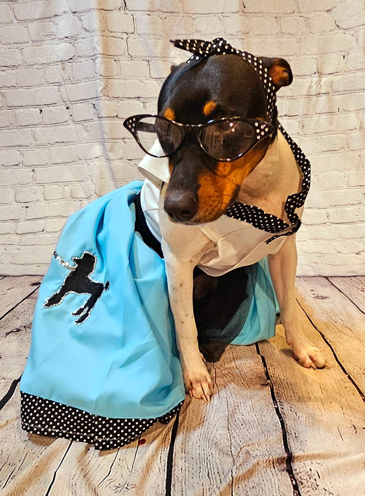 - Sock Hop pet costume, sock hop dog costume, sock hop cat costume, 50s pet costume, 50s dog costume, 60s cat costume, Halloween 50s pet