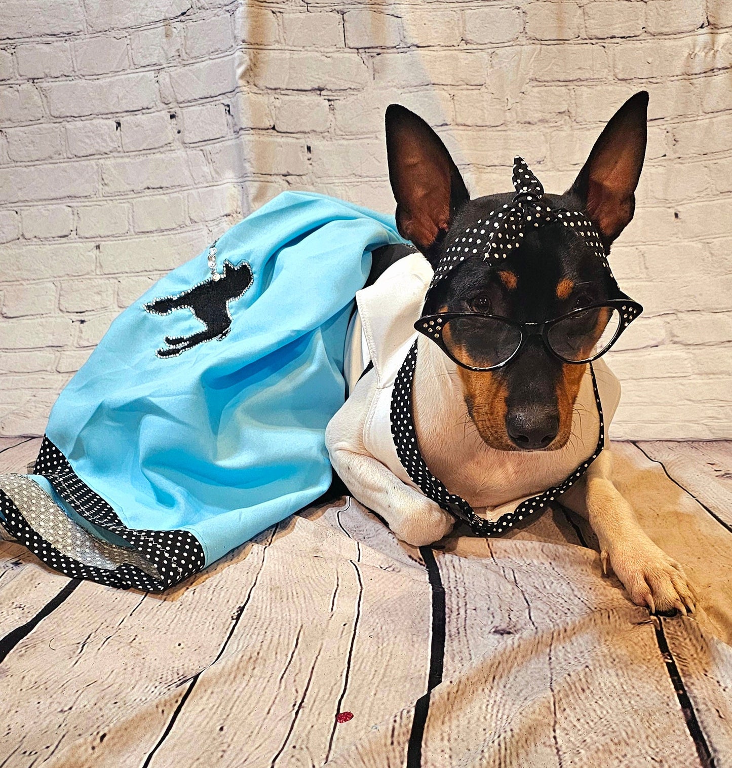 - Sock Hop pet costume, sock hop dog costume, sock hop cat costume, 50s pet costume, 50s dog costume, 60s cat costume, Halloween 50s pet
