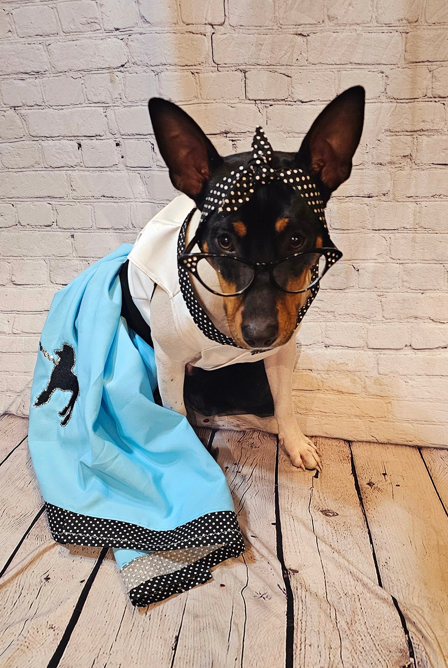 - Sock Hop pet costume, sock hop dog costume, sock hop cat costume, 50s pet costume, 50s dog costume, 60s cat costume, Halloween 50s pet