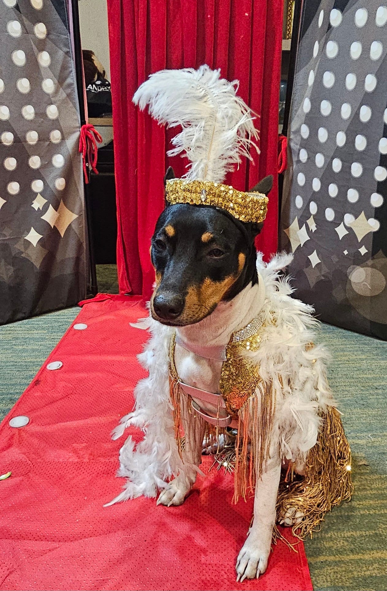 - Flappers sequin pet costume, flappers fringe pet costume