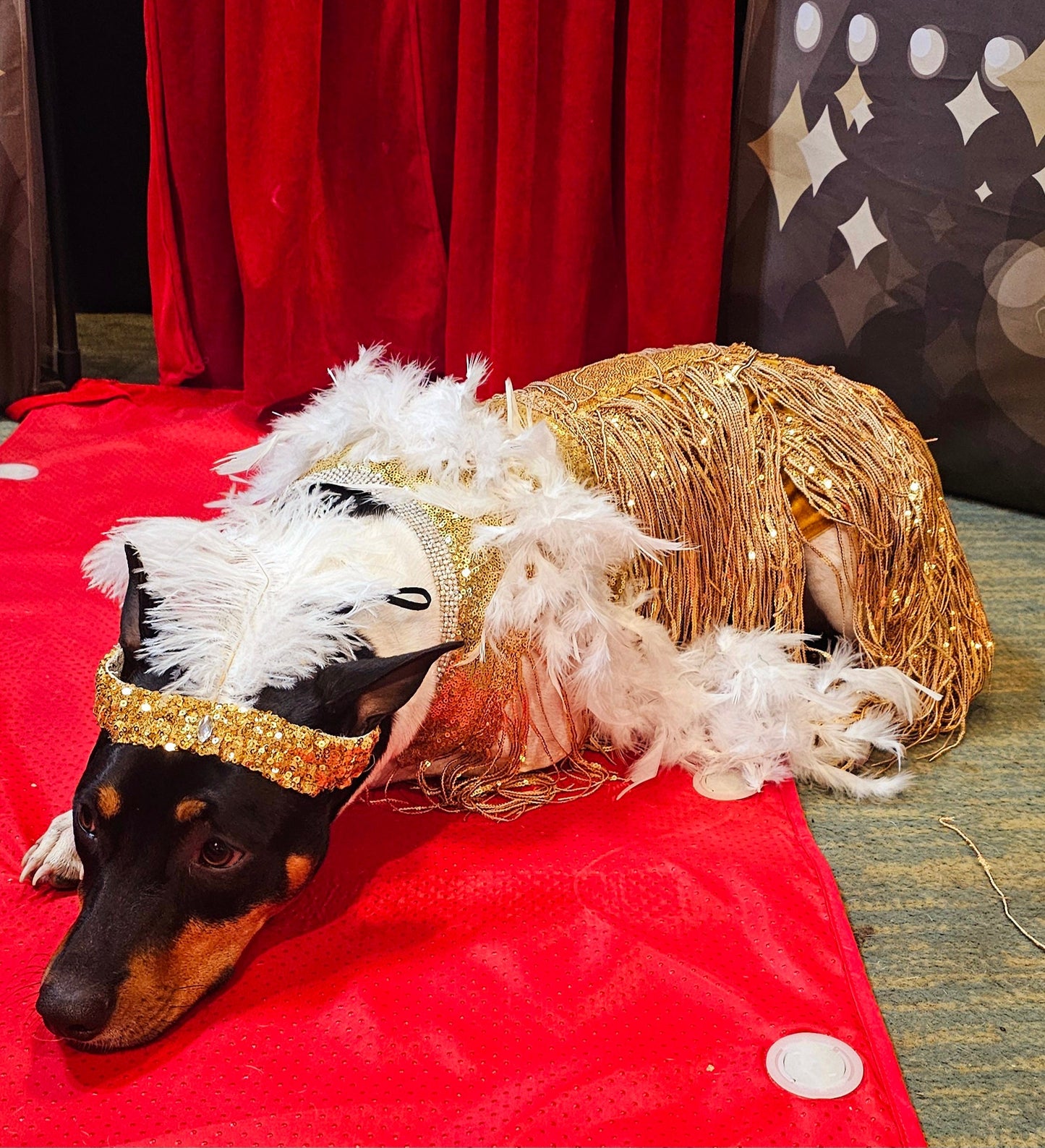 Flapper 20s pet accessories, 20s Flapper per head band and boa, 20s flapper dog accessories, 20s flapper cat accessories, Halloween 20s pet set