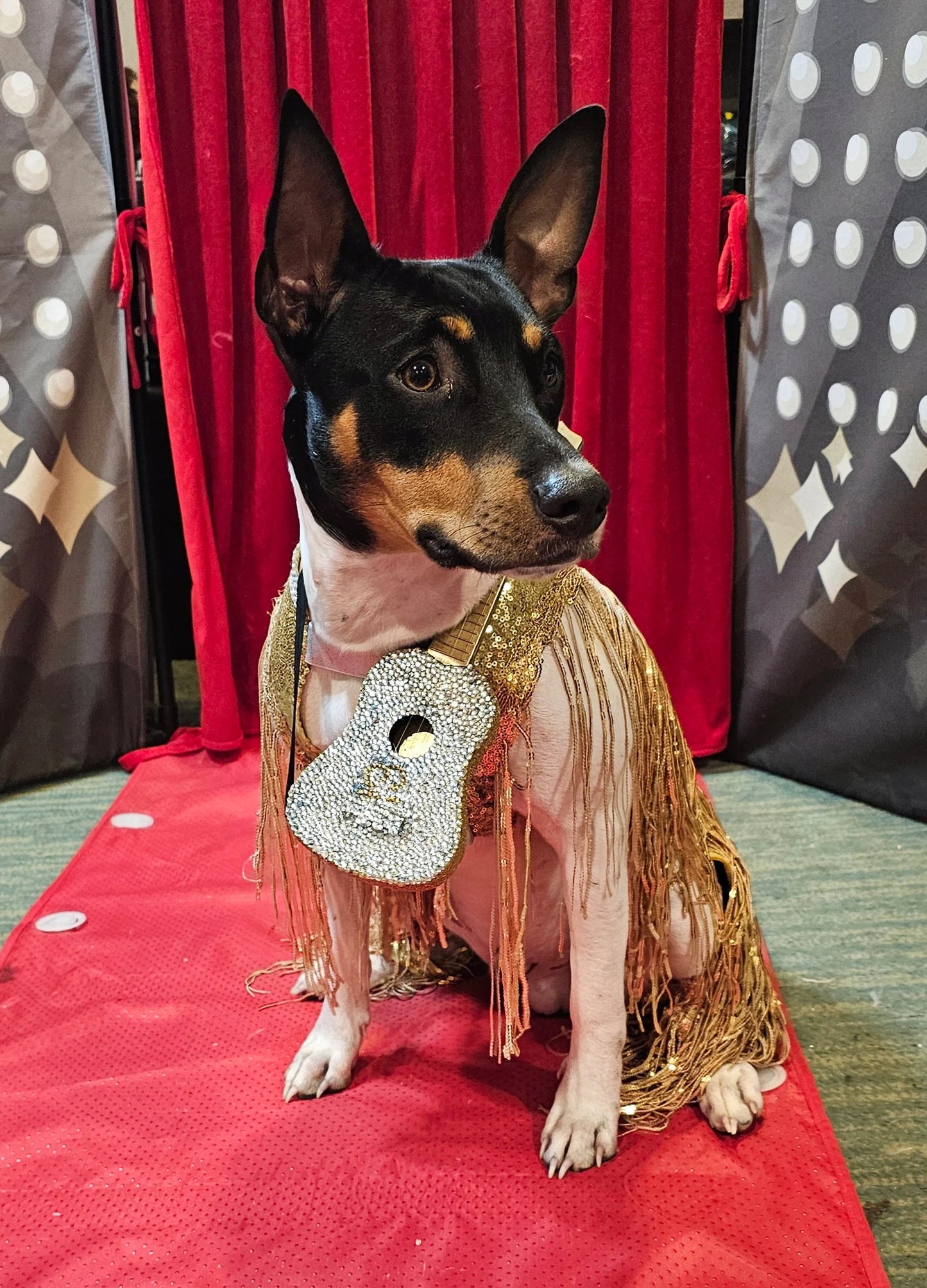 - Fearless Era pet costume, Taylor Swift Fearless era pet costume, Gold sequin tassel pet dress, Fearless dog costume, Fearless cat costume