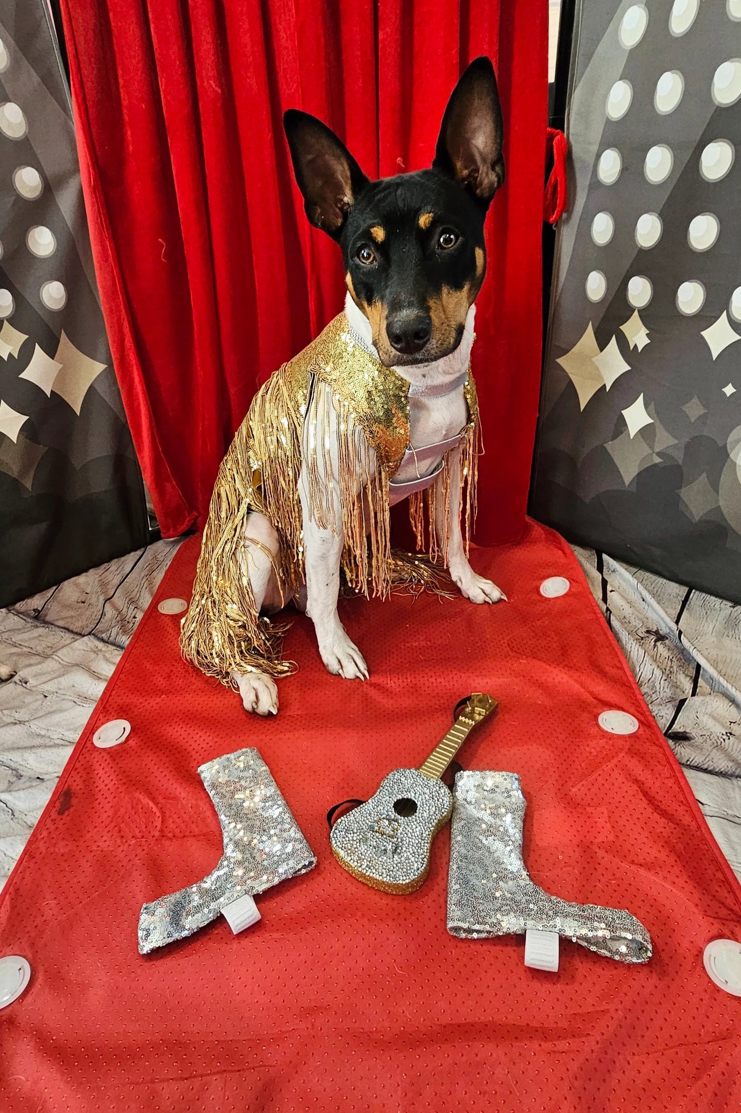 - Fearless Era pet costume, Taylor Swift Fearless era pet costume, Gold sequin tassel pet dress, Fearless dog costume, Fearless cat costume