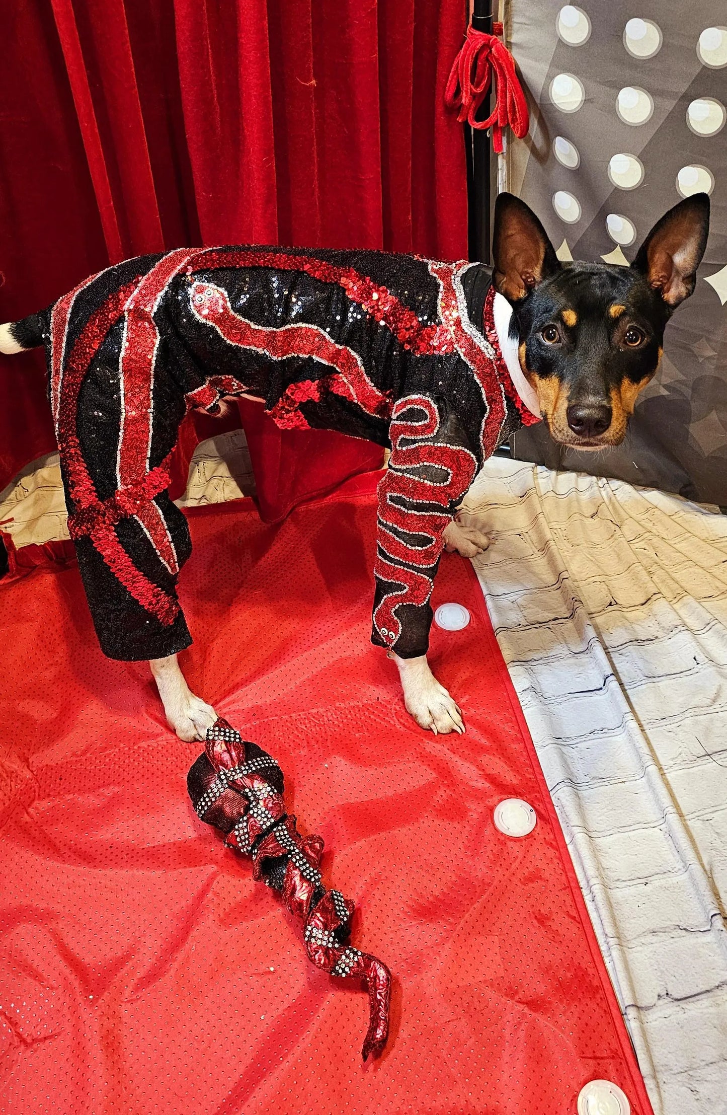 -  Reputation Pet body suit, Reputation dog body suit, Reputation cat body suit, Taylor Era's tour pet costume, Reputation pet costume