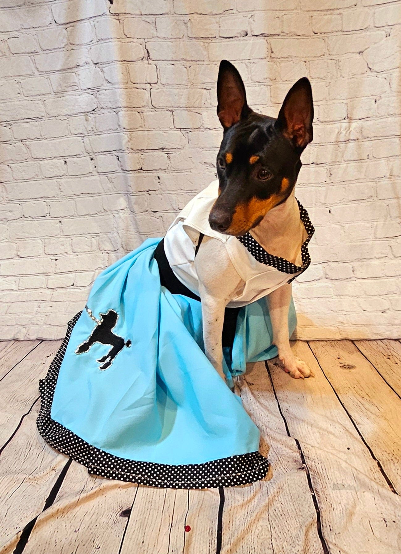 - Sock Hop pet costume, sock hop dog costume, sock hop cat costume, 50s pet costume, 50s dog costume, 60s cat costume, Halloween 50s pet