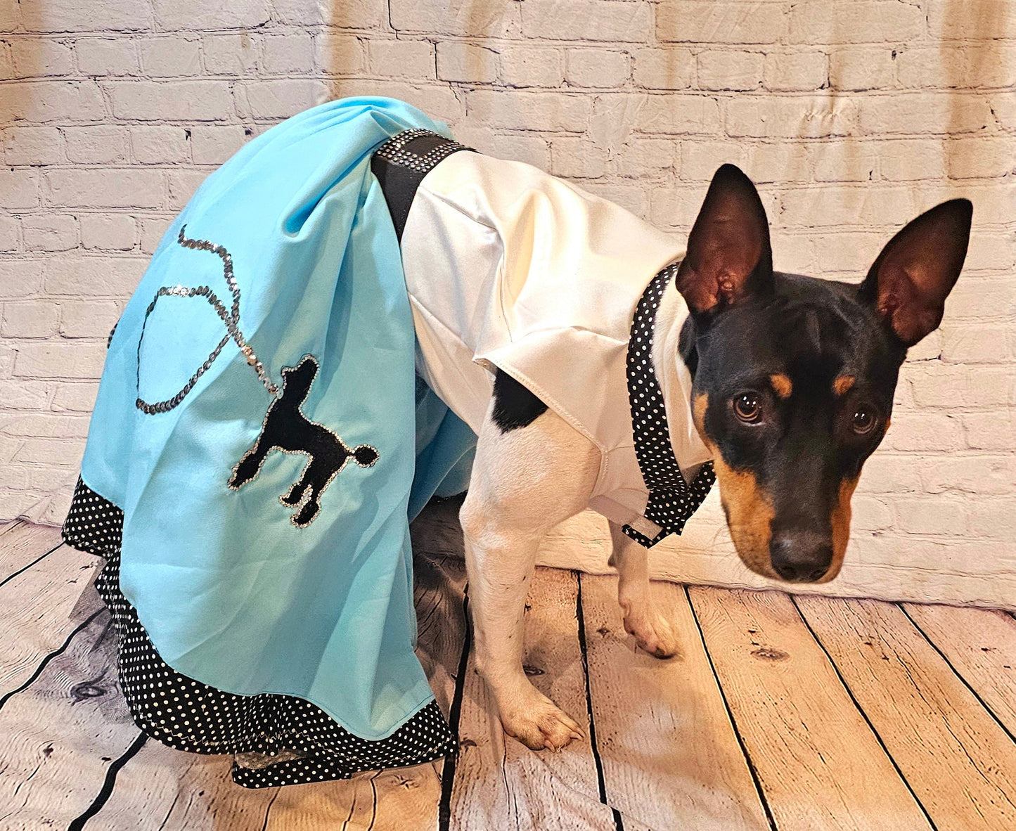- Sock Hop pet costume, sock hop dog costume, sock hop cat costume, 50s pet costume, 50s dog costume, 60s cat costume, Halloween 50s pet