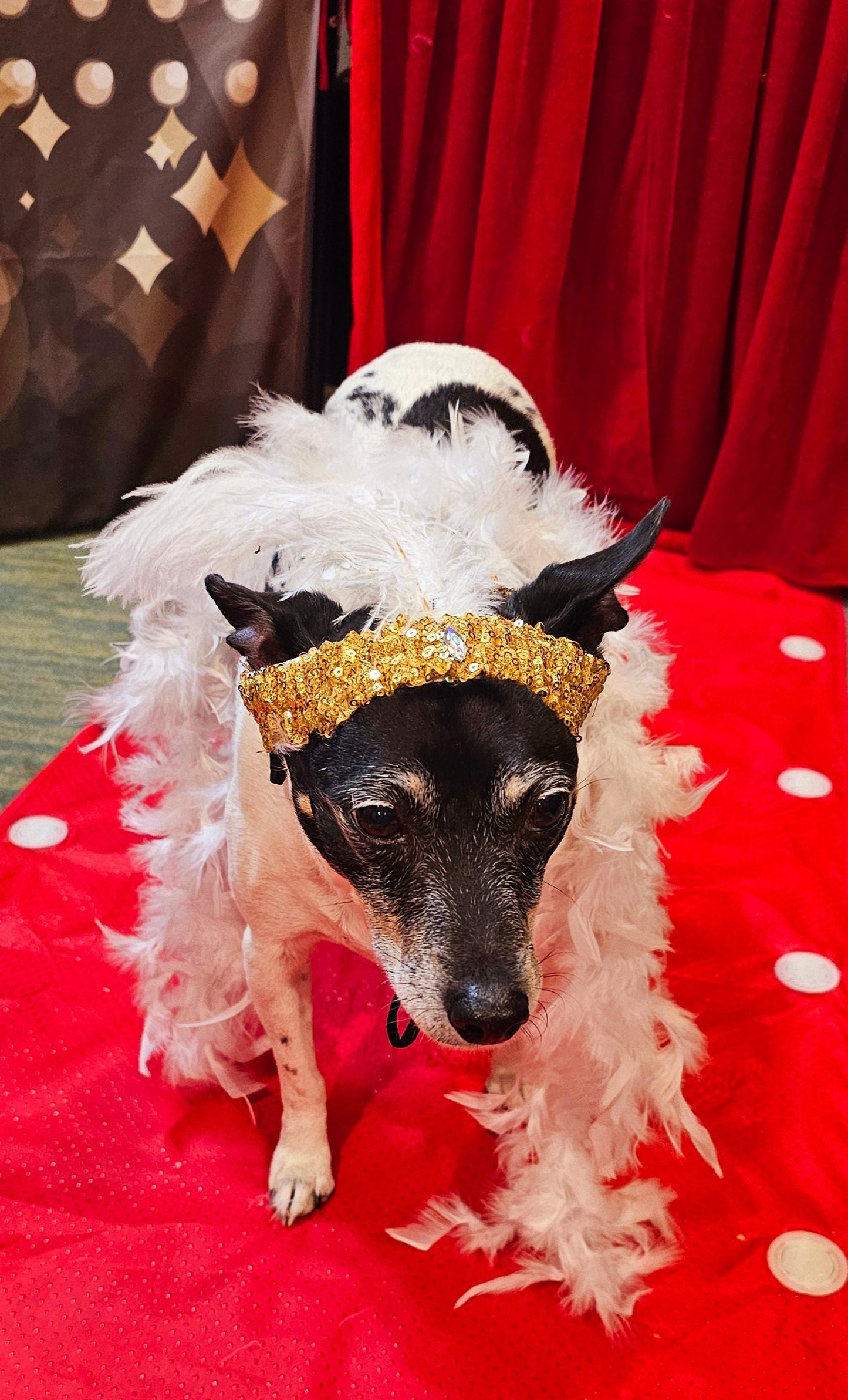 Flapper 20s pet accessories, 20s Flapper per head band and boa, 20s flapper dog accessories, 20s flapper cat accessories, Halloween 20s pet set