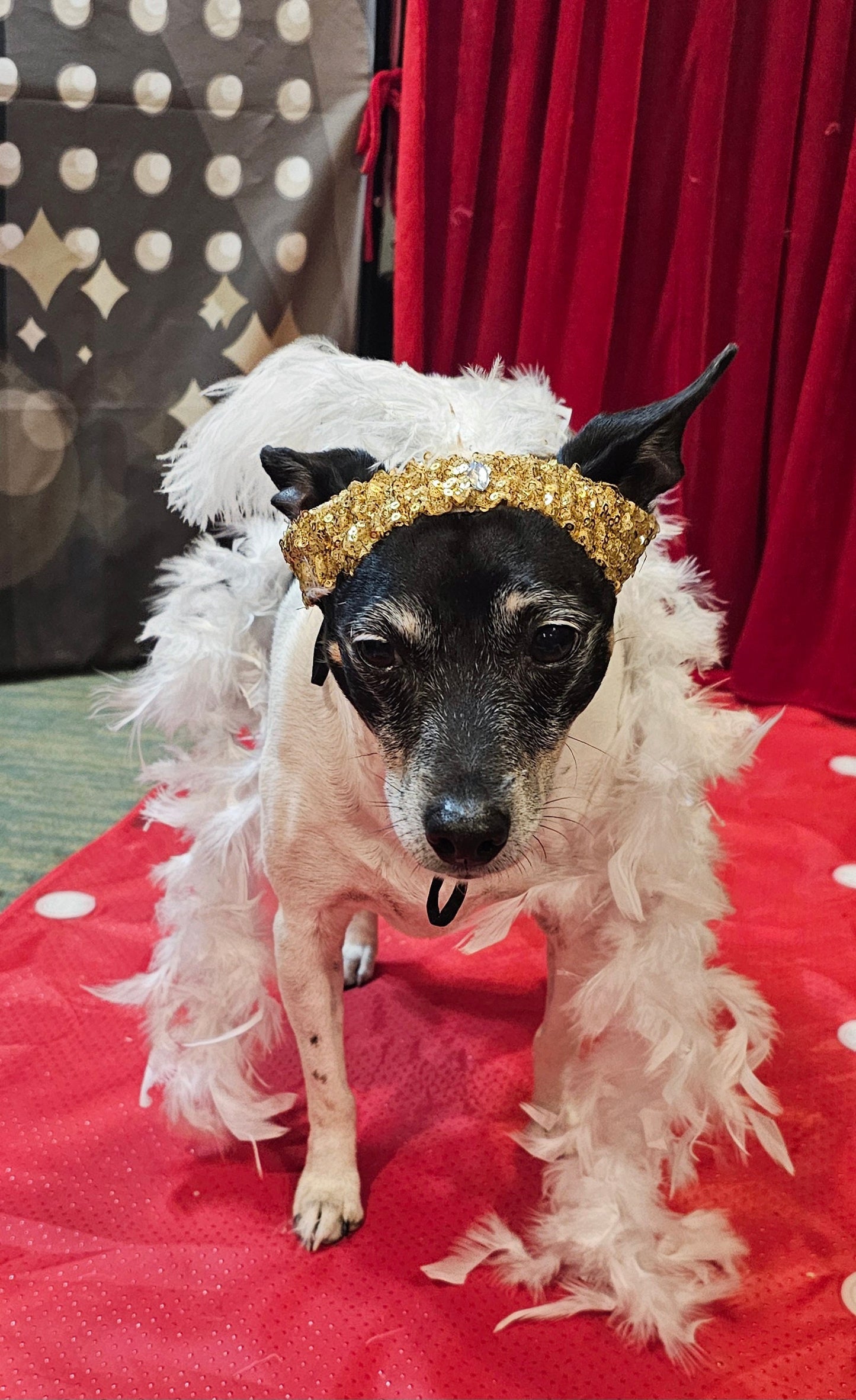 Flapper 20s pet accessories, 20s Flapper per head band and boa, 20s flapper dog accessories, 20s flapper cat accessories, Halloween 20s pet set
