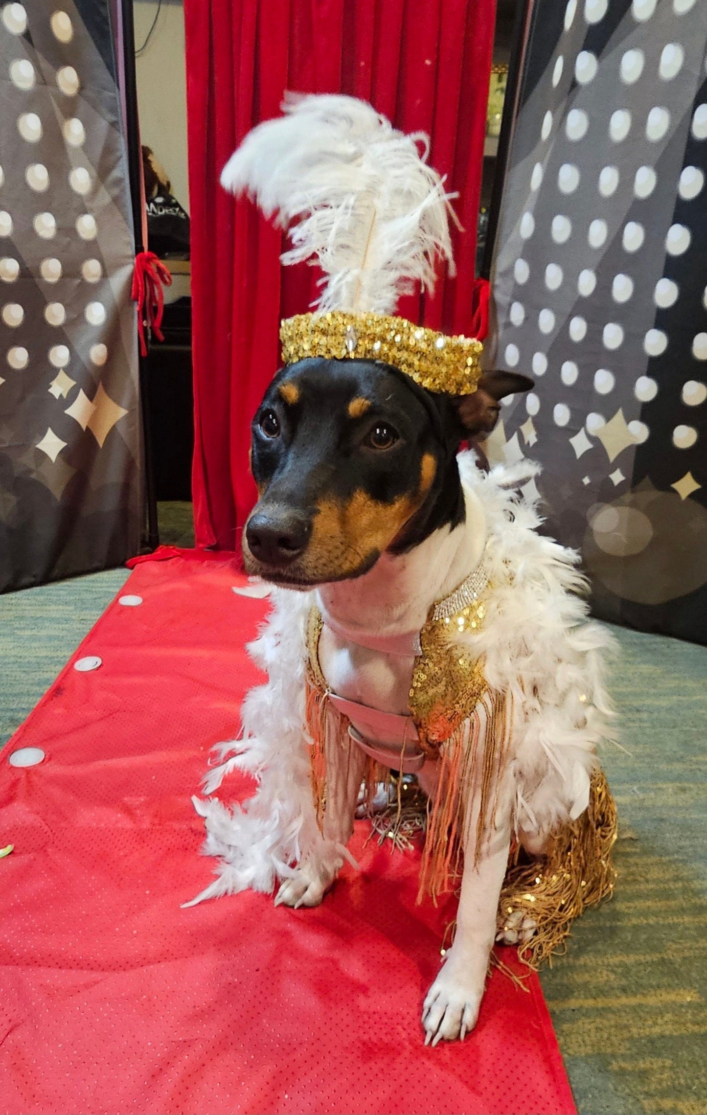 Flapper 20s pet accessories, 20s Flapper per head band and boa, 20s flapper dog accessories, 20s flapper cat accessories, Halloween 20s pet set