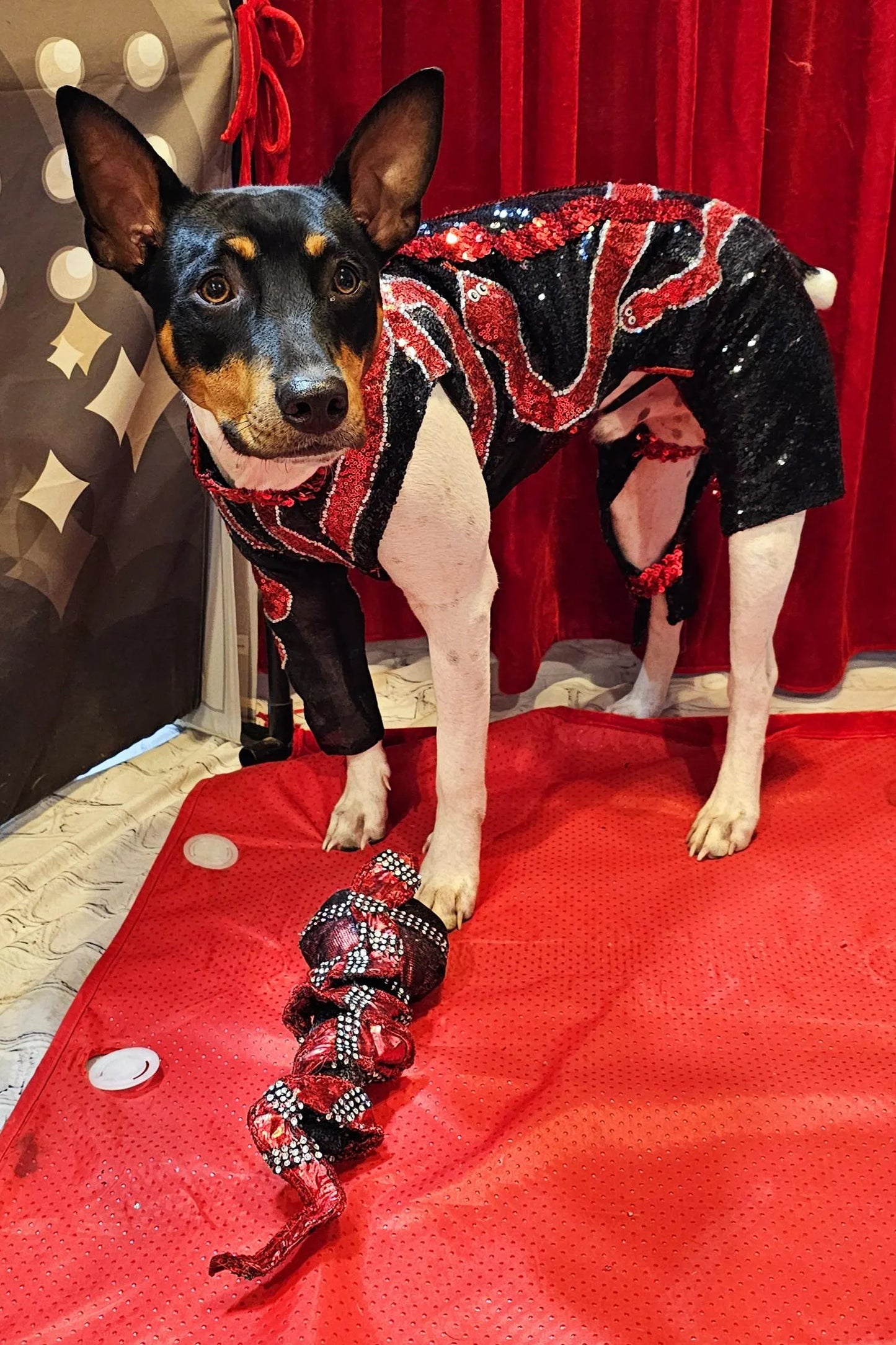 -  Reputation Pet body suit, Reputation dog body suit, Reputation cat body suit, Taylor Era's tour pet costume, Reputation pet costume