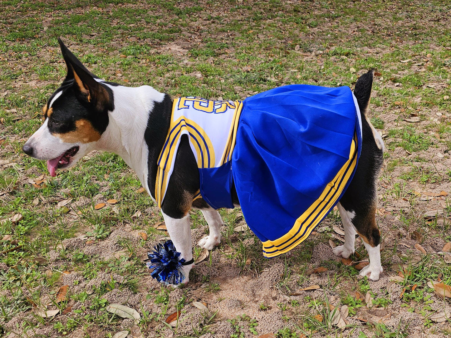 - Taylor 1989 Pet Era, Taylor 1989 pet era dress, Taylor Swift Pet cheerleading costume, 1989 cat era, 1989 dog era, Taylor Swift pet cheerleader