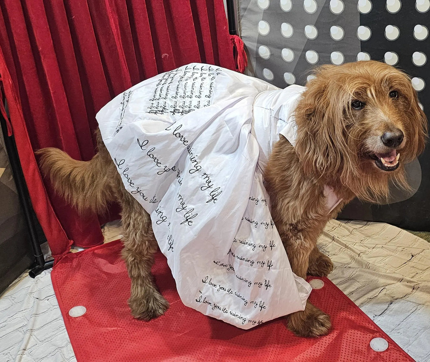 - TTPD Eras pet dress, I love you its ruining my life pet dress, TTPD pet dress, ttpd dog costume, who's afraid of little old me pet dress