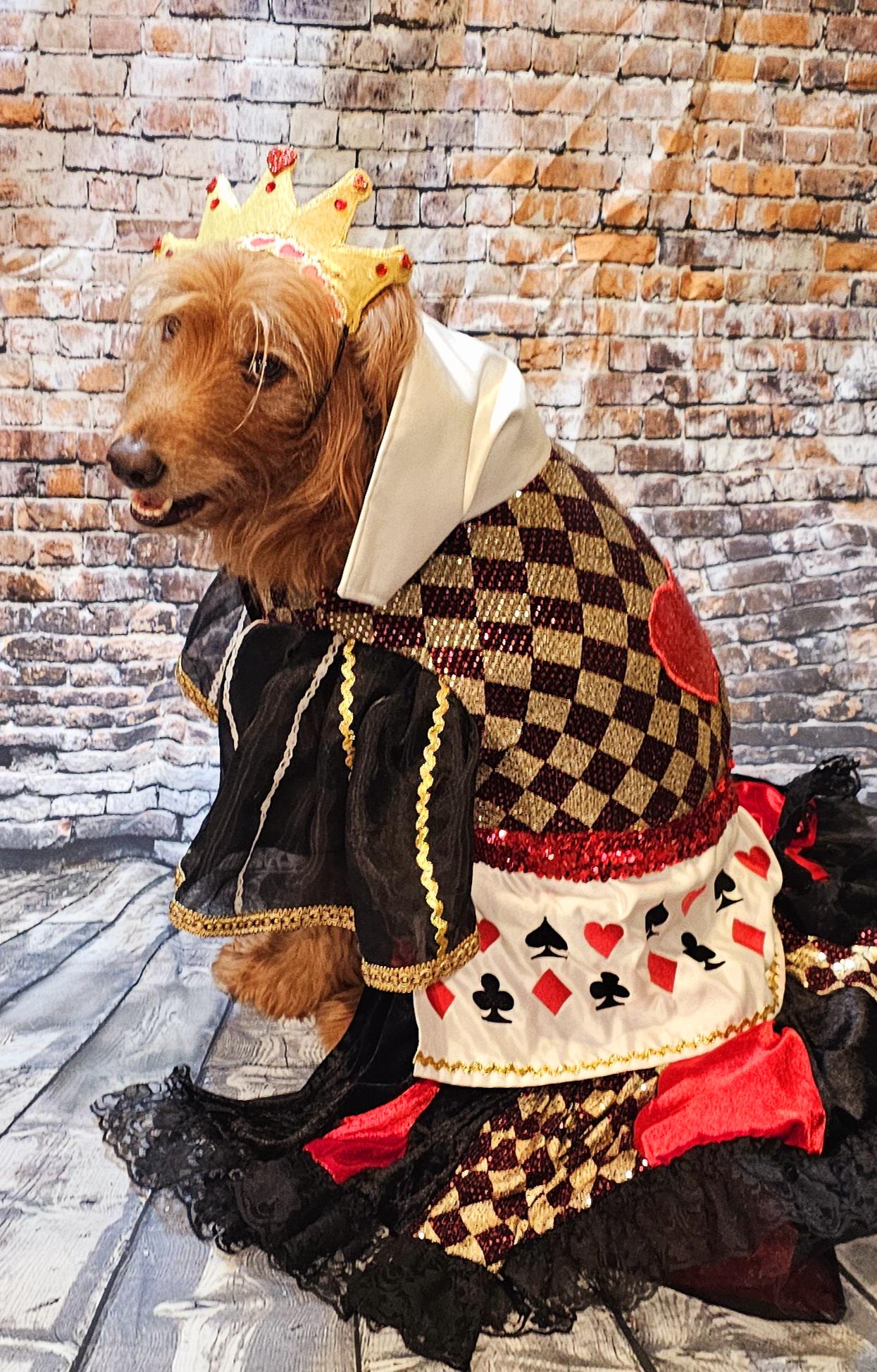 -  Queen of Hearts sequin pet costume
