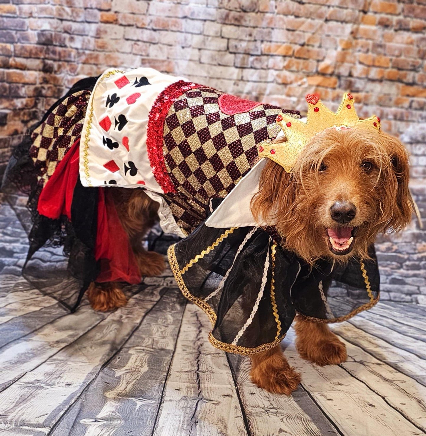 -  Queen of Hearts sequin pet costume