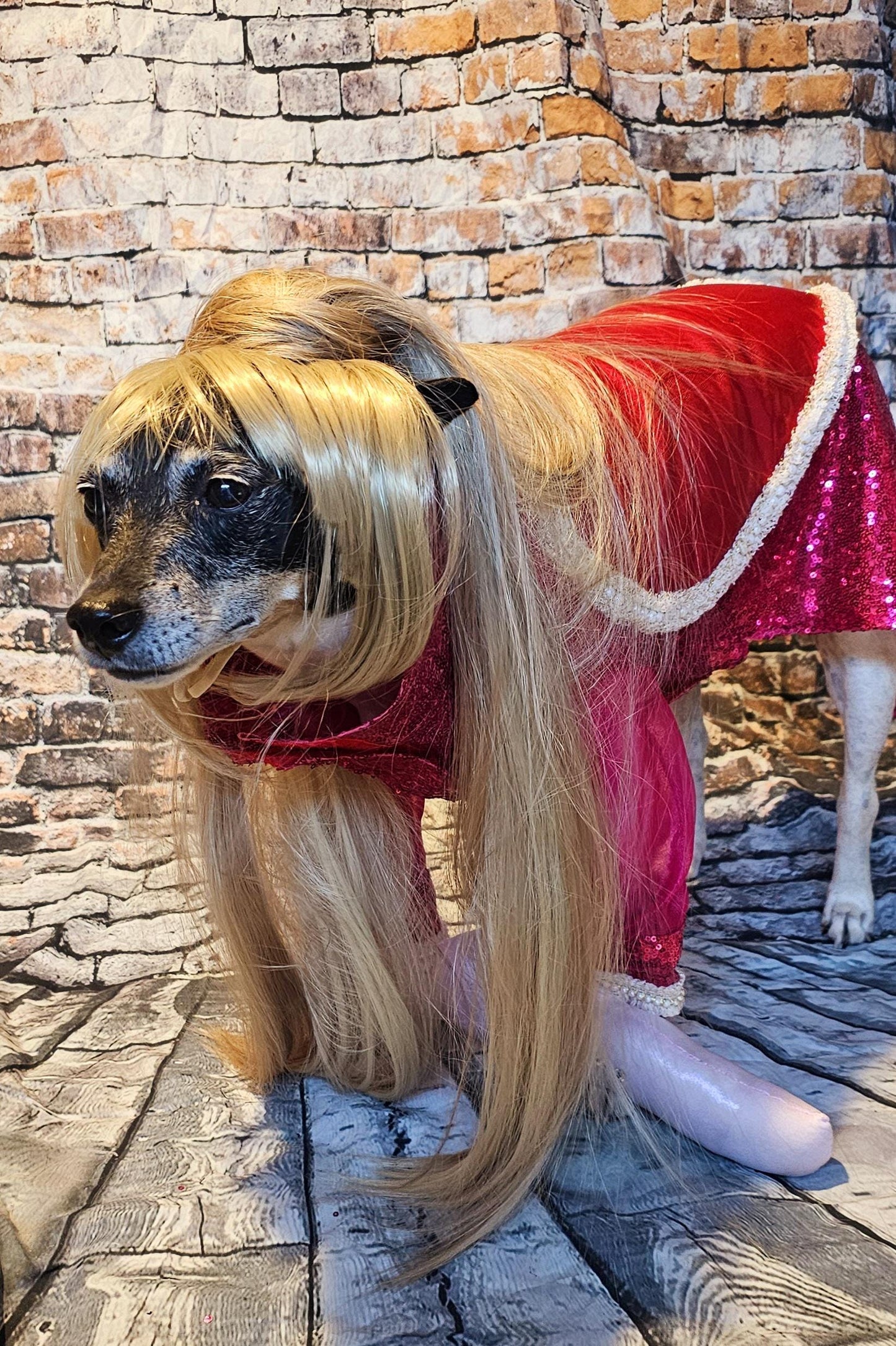 - Taylor Swift pet dress, Taylor lover pet dress, Taylor Me pet dress, Taylor Swift dog dress, Taylor cat dress, lover era pet costume, heart