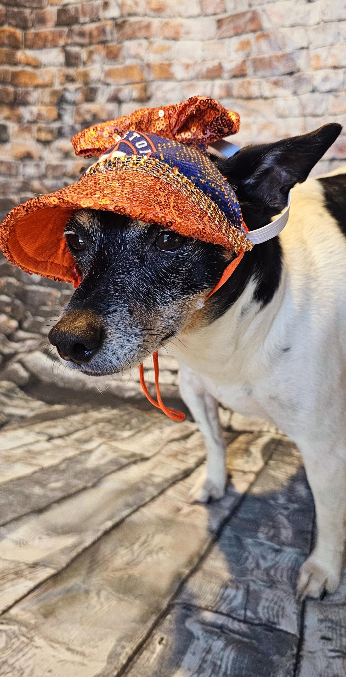Pet sequin hat, pet astros sequin hat, dog astros sequin hat, pet hats, dog hats, Houston astro sequin hat, hats for dogs