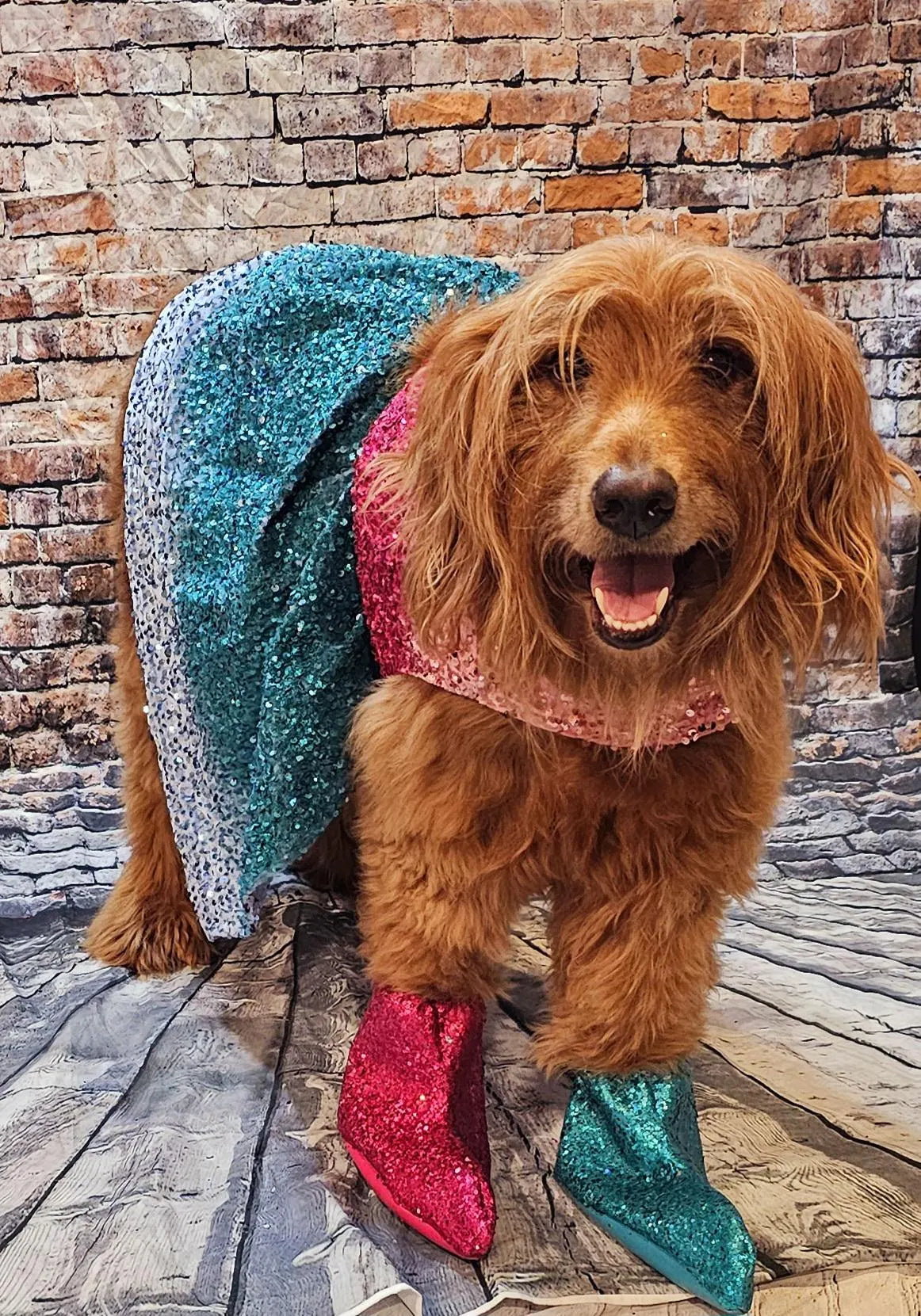 - Taylor 1989 Eras pet costume, Taylor 1989 pet costume, 1989 dog sequin costume, 1989 sequin pet dress, Taylor Swift pet costume, 1989 cat dress