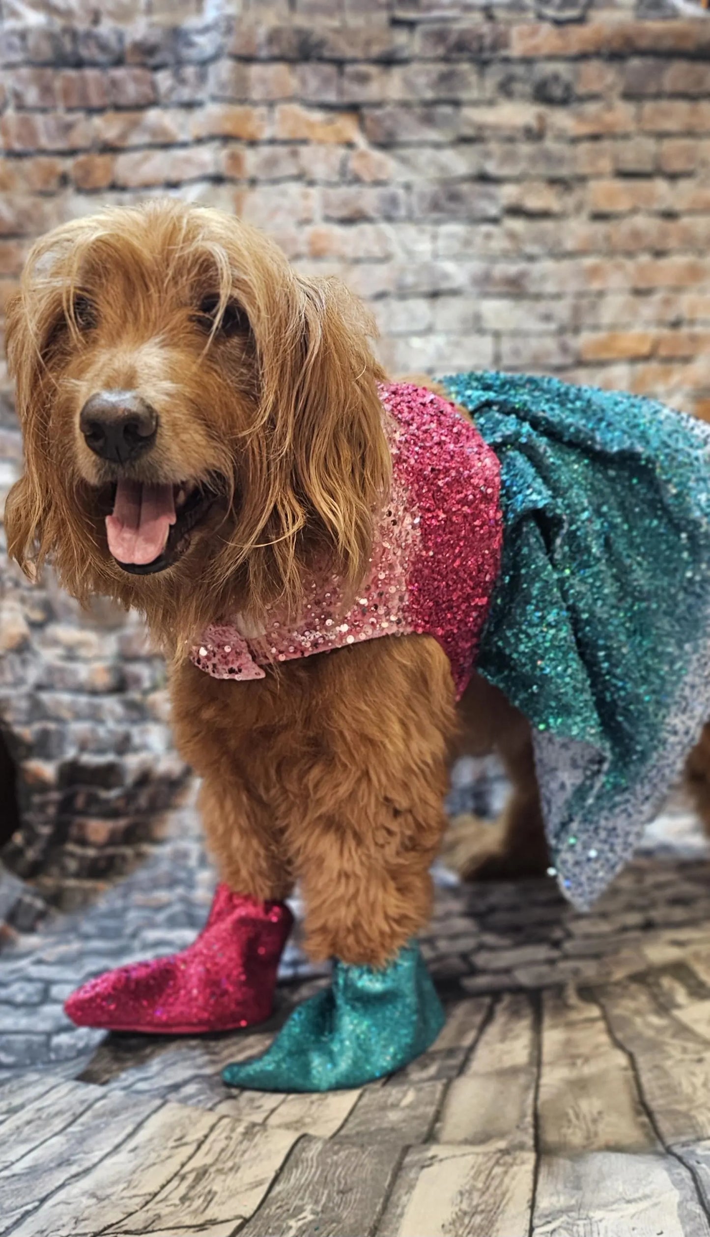 - Taylor 1989 Eras pet costume, Taylor 1989 pet costume, 1989 dog sequin costume, 1989 sequin pet dress, Taylor Swift pet costume, 1989 cat dress