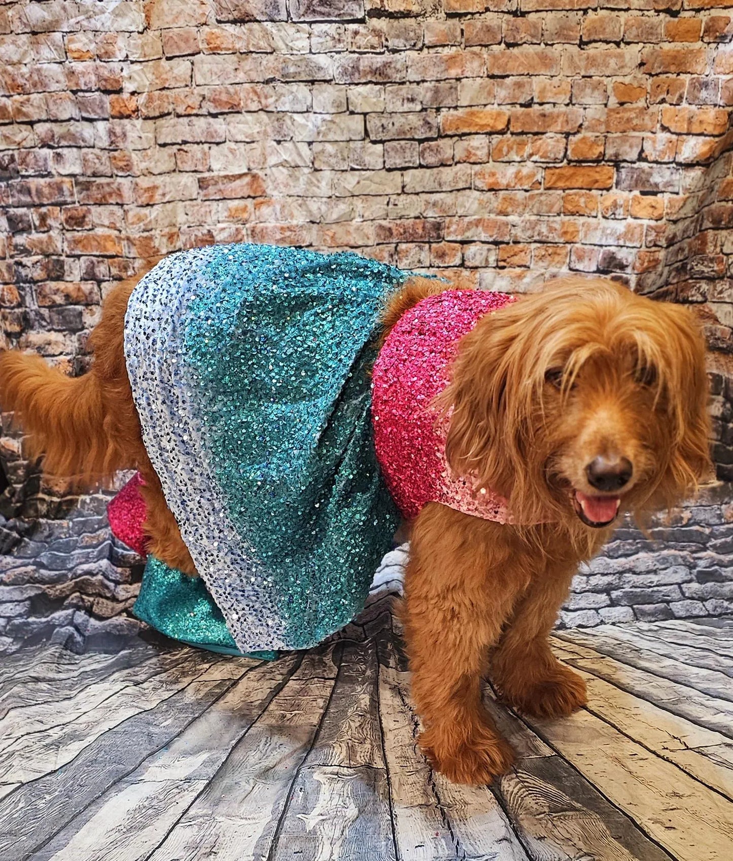 - Taylor 1989 Eras pet costume, Taylor 1989 pet costume, 1989 dog sequin costume, 1989 sequin pet dress, Taylor Swift pet costume, 1989 cat dress
