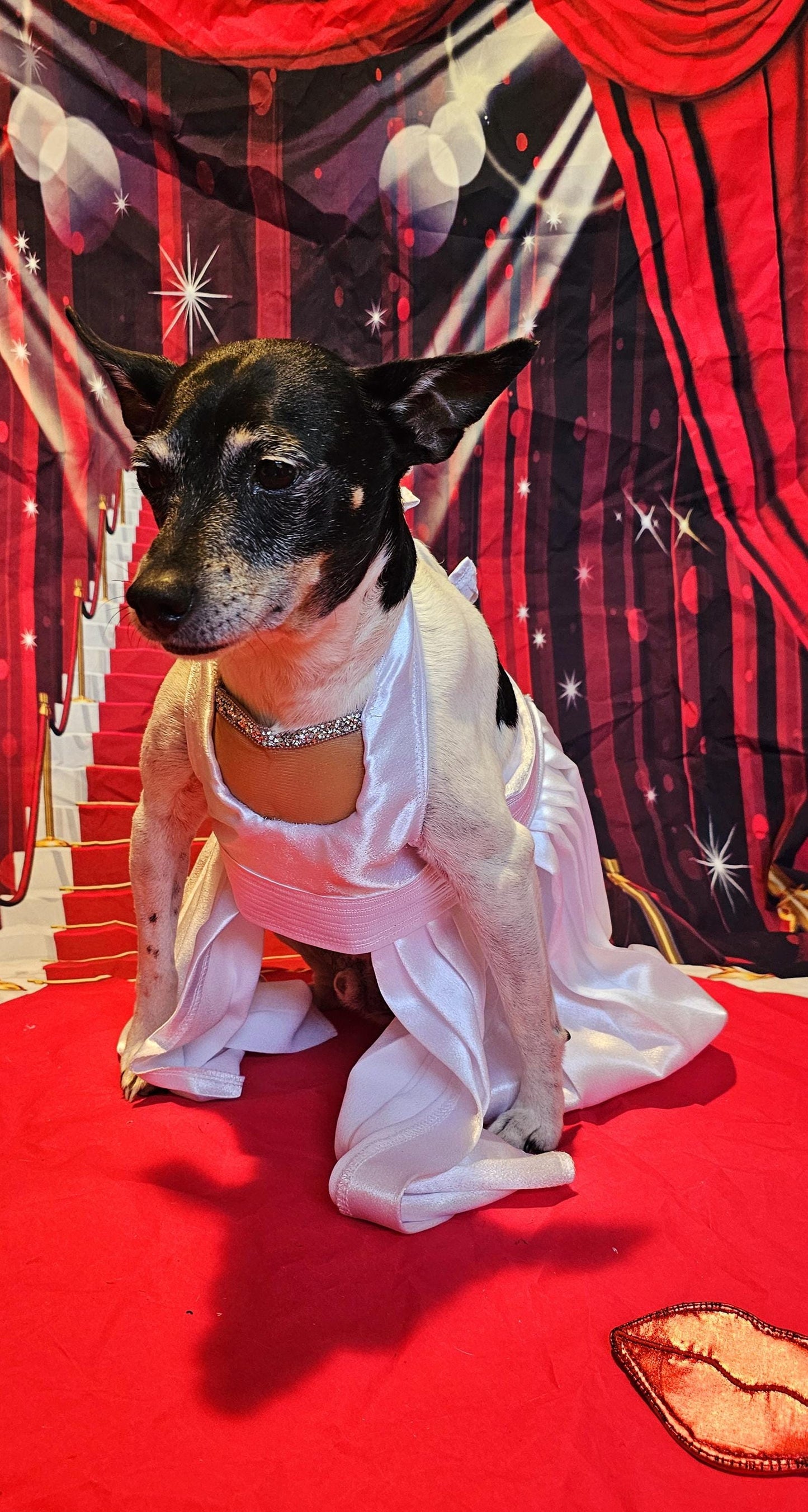 - Marilyn Monroe pet costume, Marilyn Monroe dog dress, Marilyn monroe cat costume