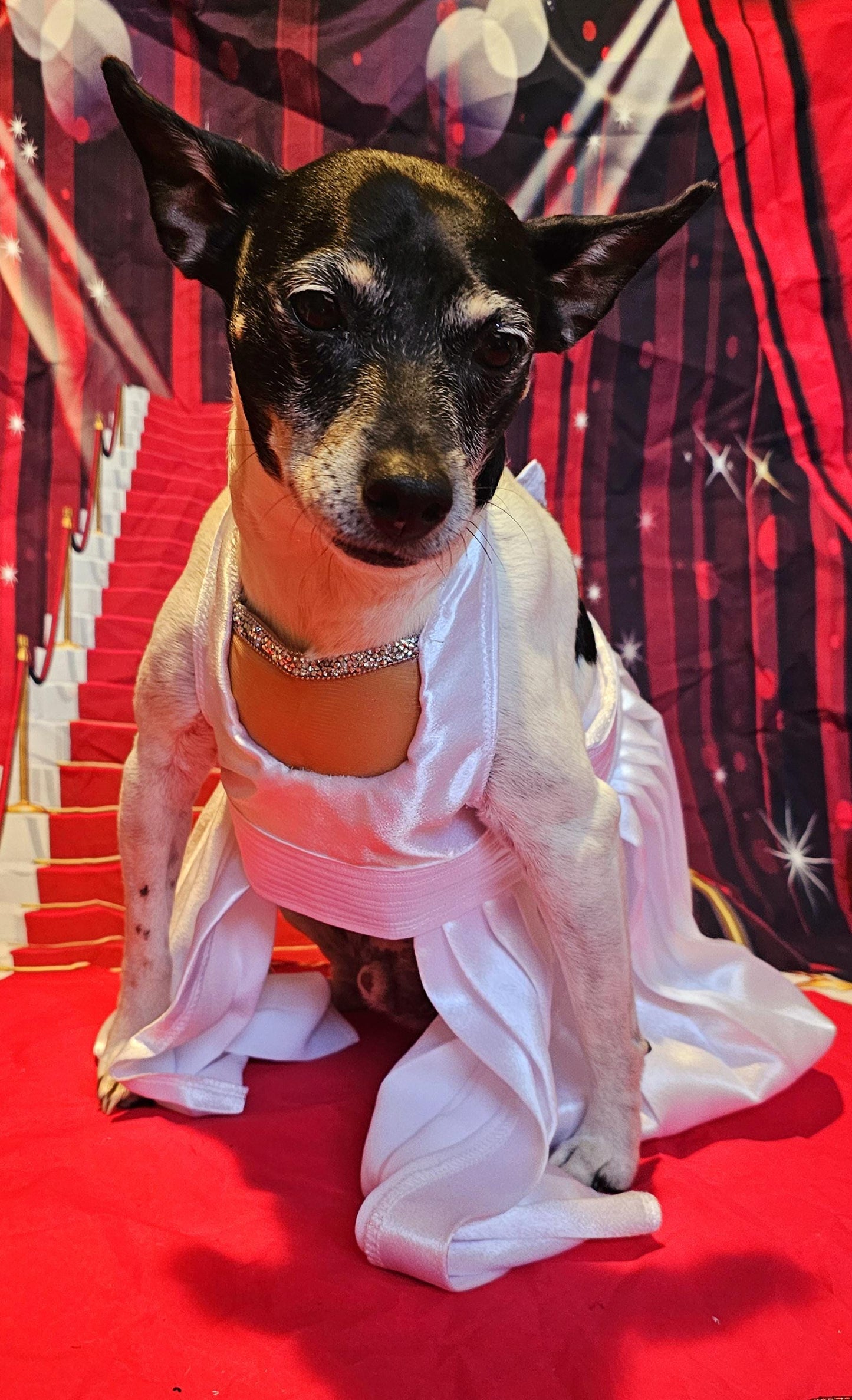 - Marilyn Monroe pet costume, Marilyn Monroe dog dress, Marilyn monroe cat costume
