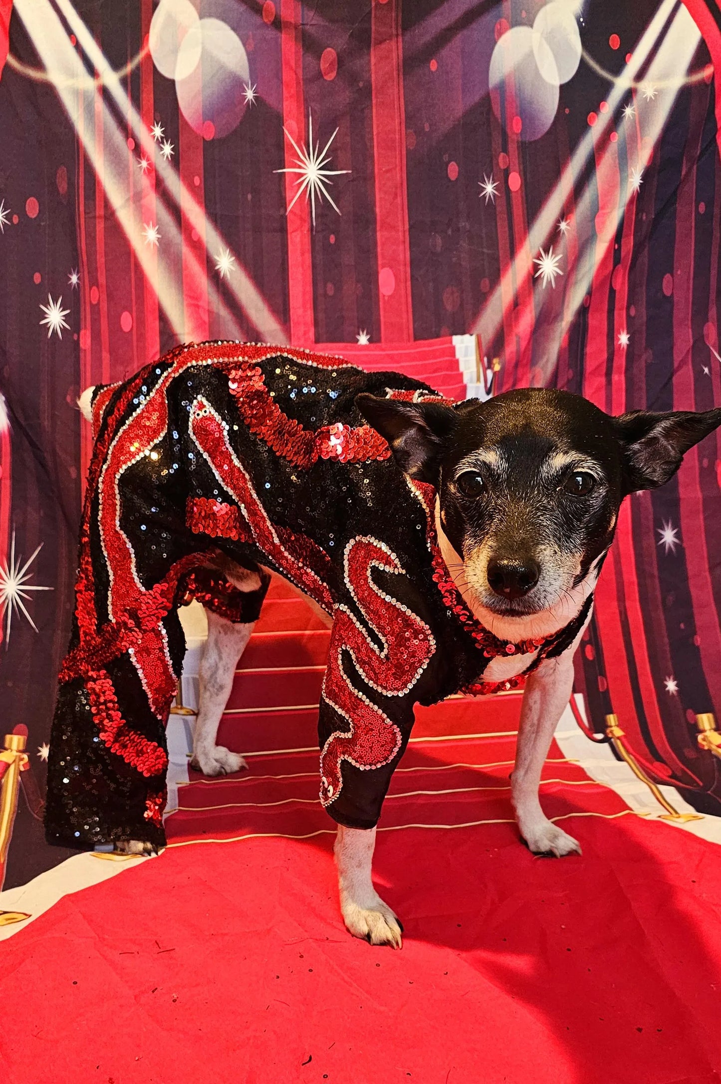 -  Reputation Pet body suit, Reputation dog body suit, Reputation cat body suit, Taylor Era's tour pet costume, Reputation pet costume