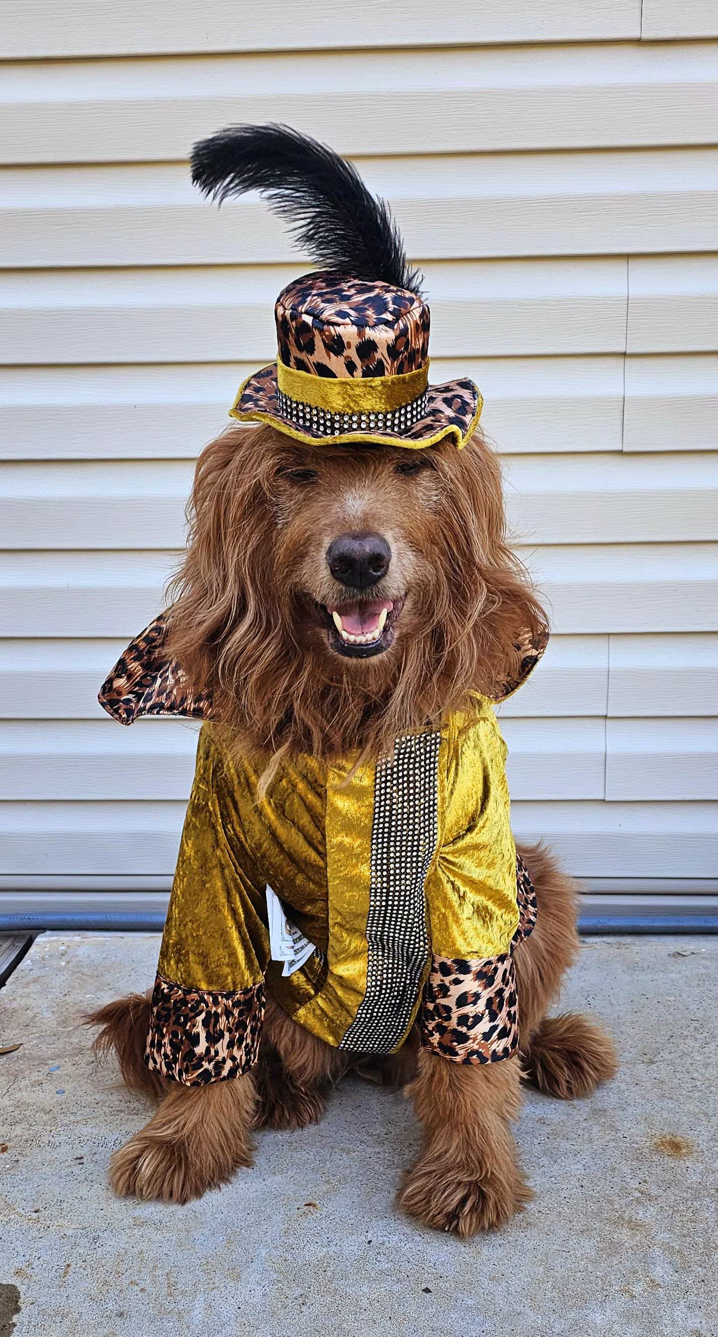 - Pimp pet costume, pimp dog costume, gangster pet costume, gangster dog suit, pet pimp suit, pimp cat costume, dog gangster costume
