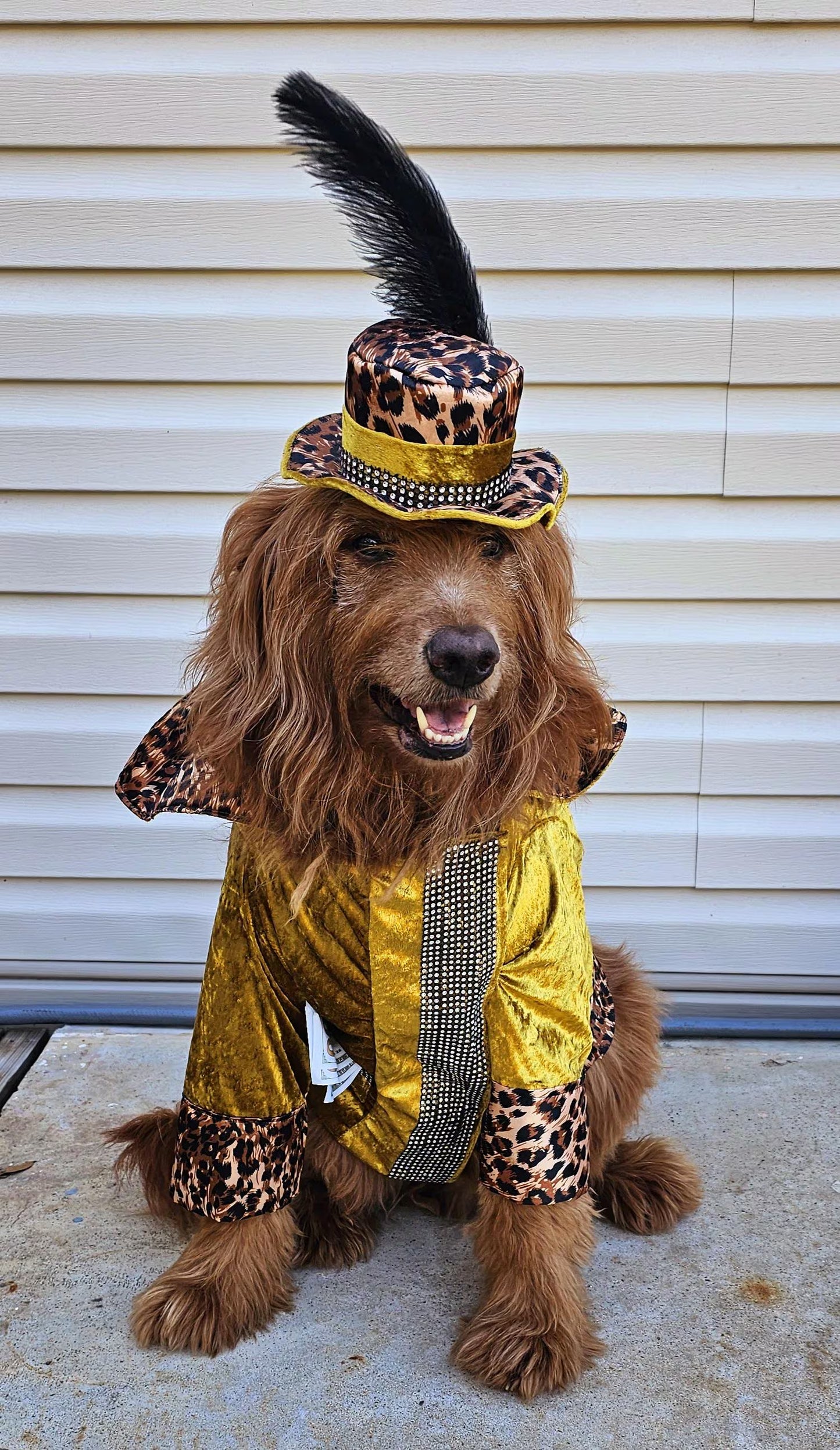 - Pimp pet costume, pimp dog costume, gangster pet costume, gangster dog suit, pet pimp suit, pimp cat costume, dog gangster costume