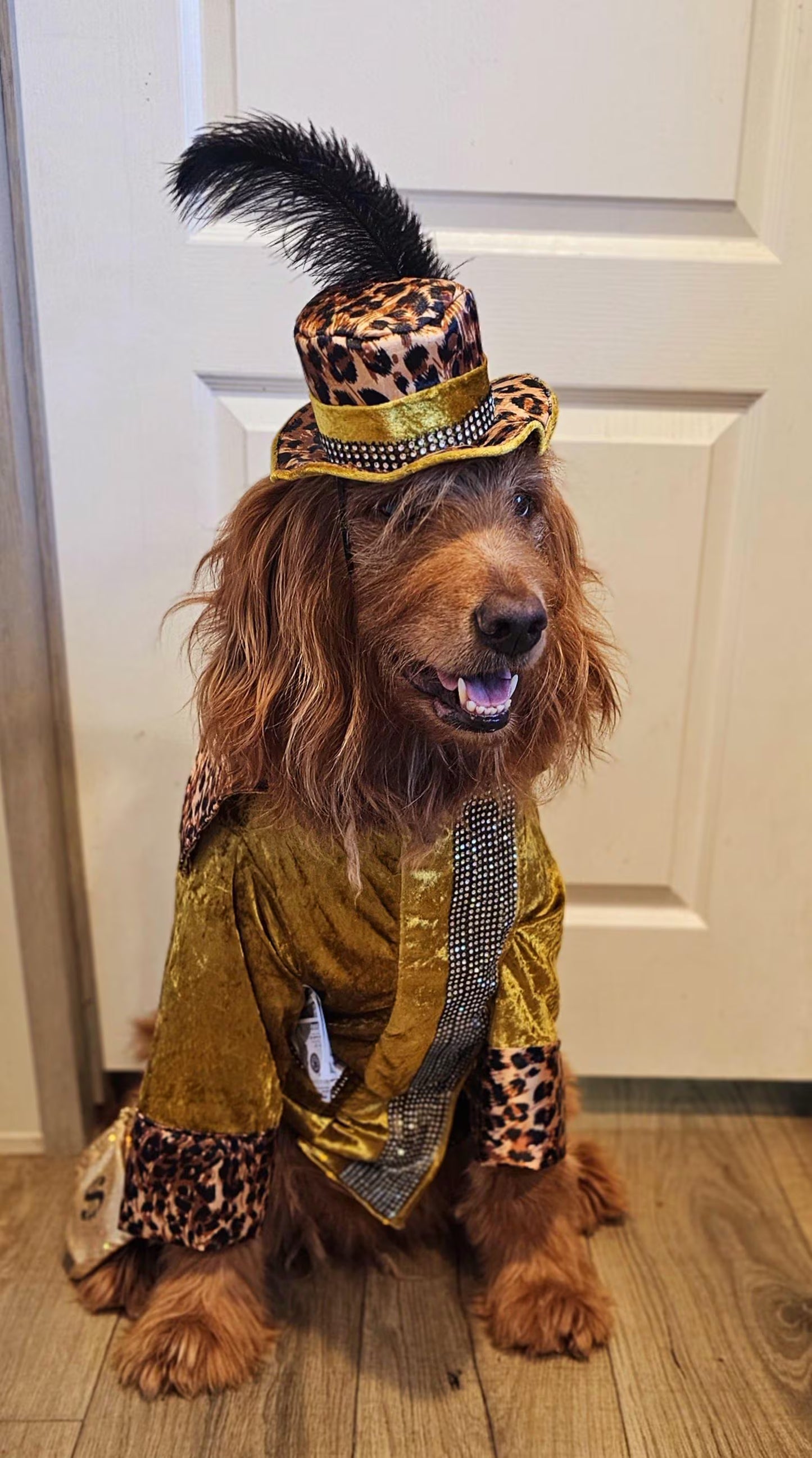 - Pimp pet costume, pimp dog costume, gangster pet costume, gangster dog suit, pet pimp suit, pimp cat costume, dog gangster costume