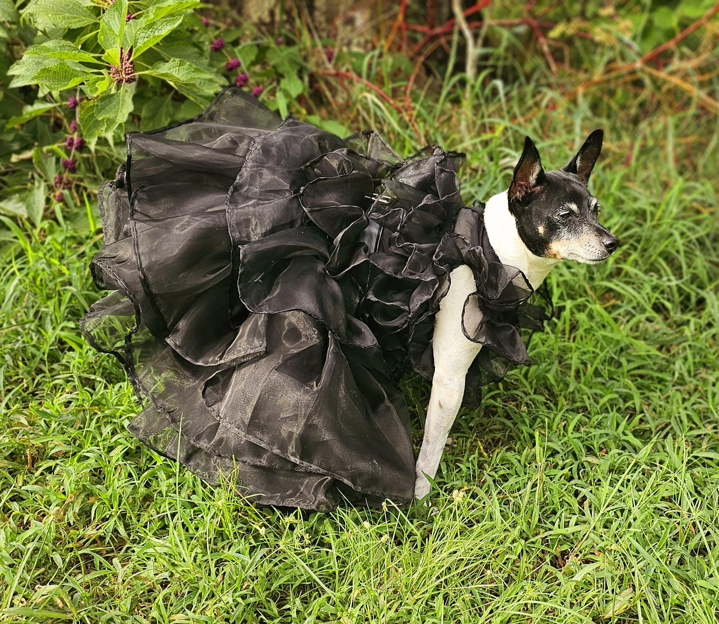- Wednesday Raven Pet Prom dress, Wednesday Pet Costume, Wednesday Raven Dog dress, Wednesday dog costume, Wednesday Cat Dress, Raven Pet
