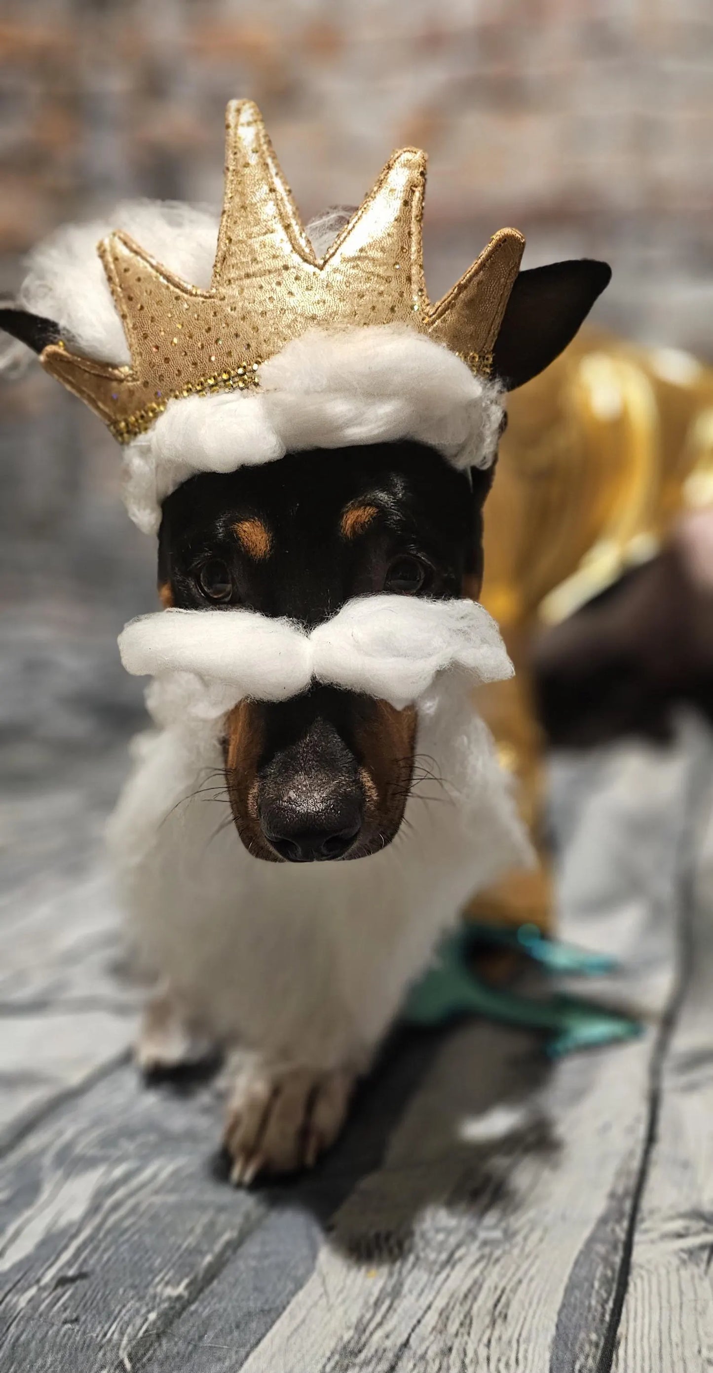 - King Triton Pet Costume,  King Triton dog costume, Sea King pet costume, male mermaid pet costume, Sea King dog costume, male mermaid dog