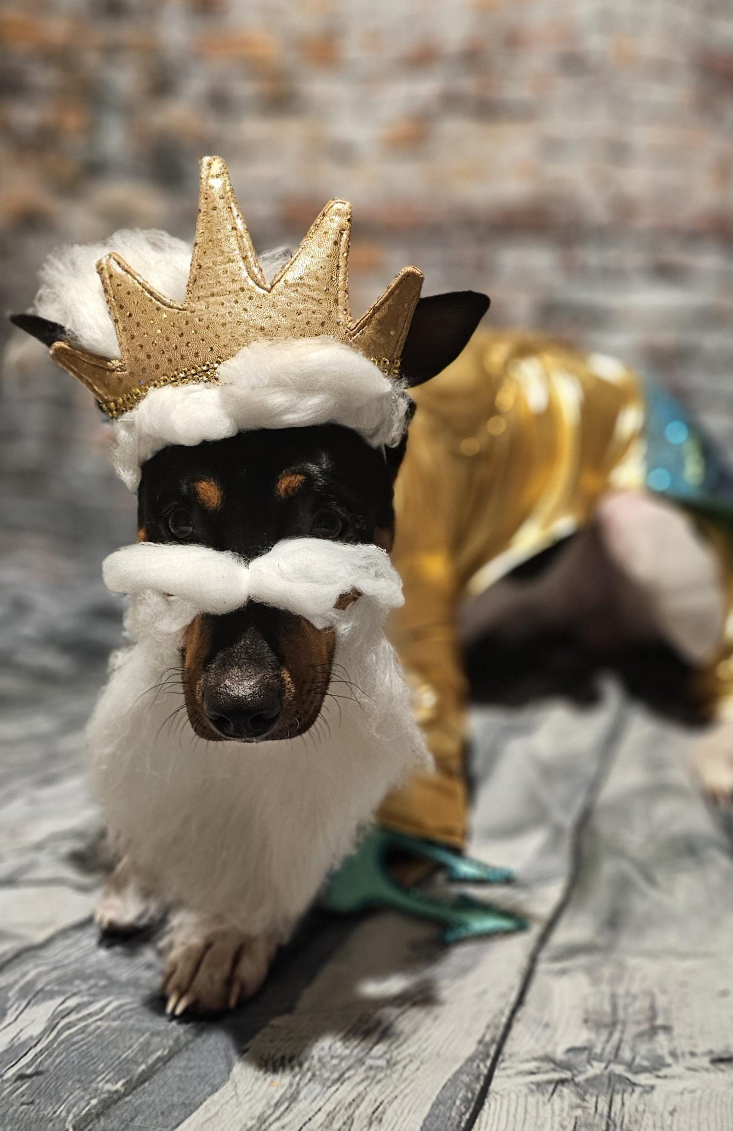 King Triton Pet wig, beard and crown, King Triton dog wig and crown, Sea King Pet wig, beard and crown, Mermaid Pet wig and beard