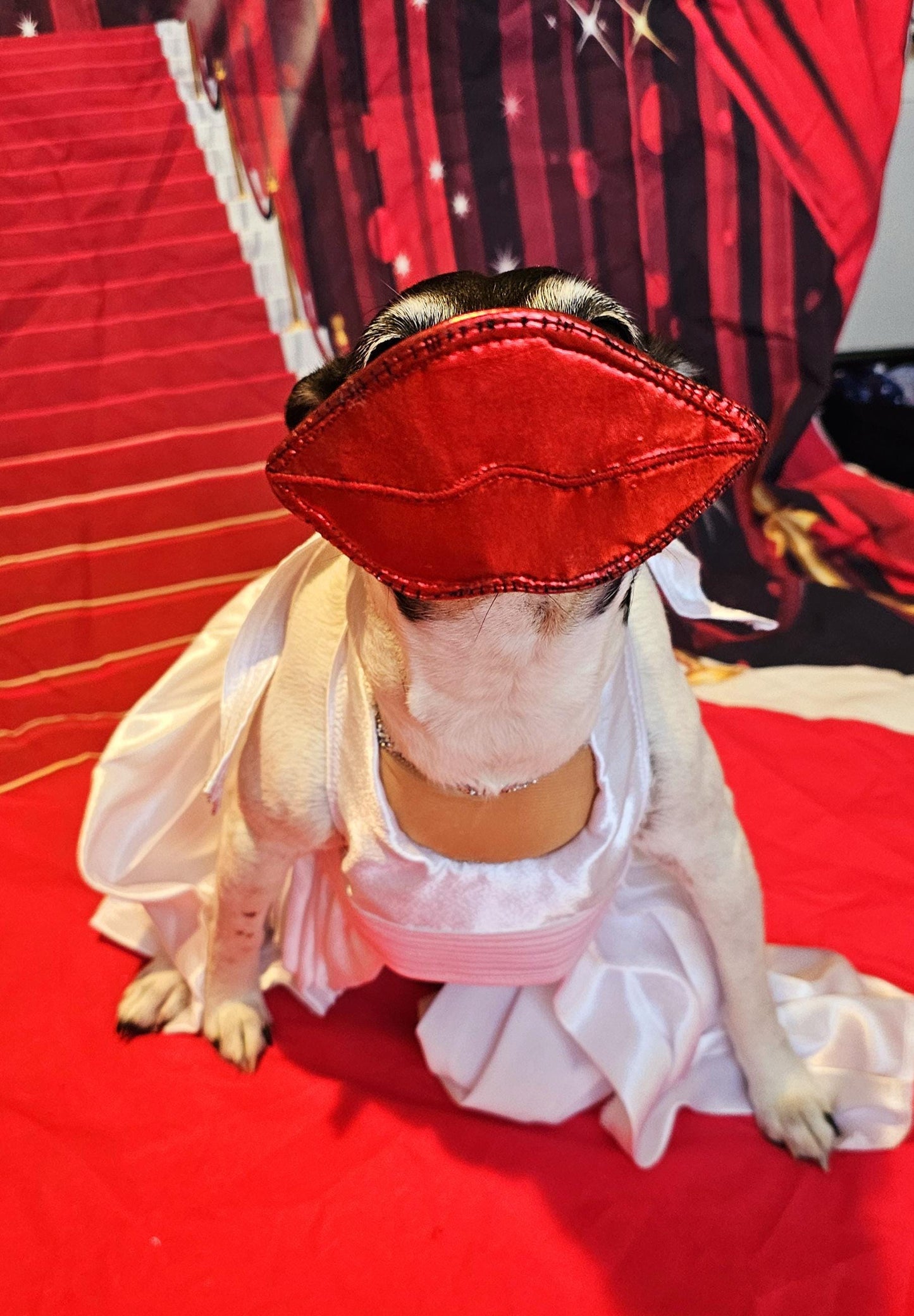 - Marilyn Monroe pet costume, Marilyn Monroe dog dress, Marilyn monroe cat costume